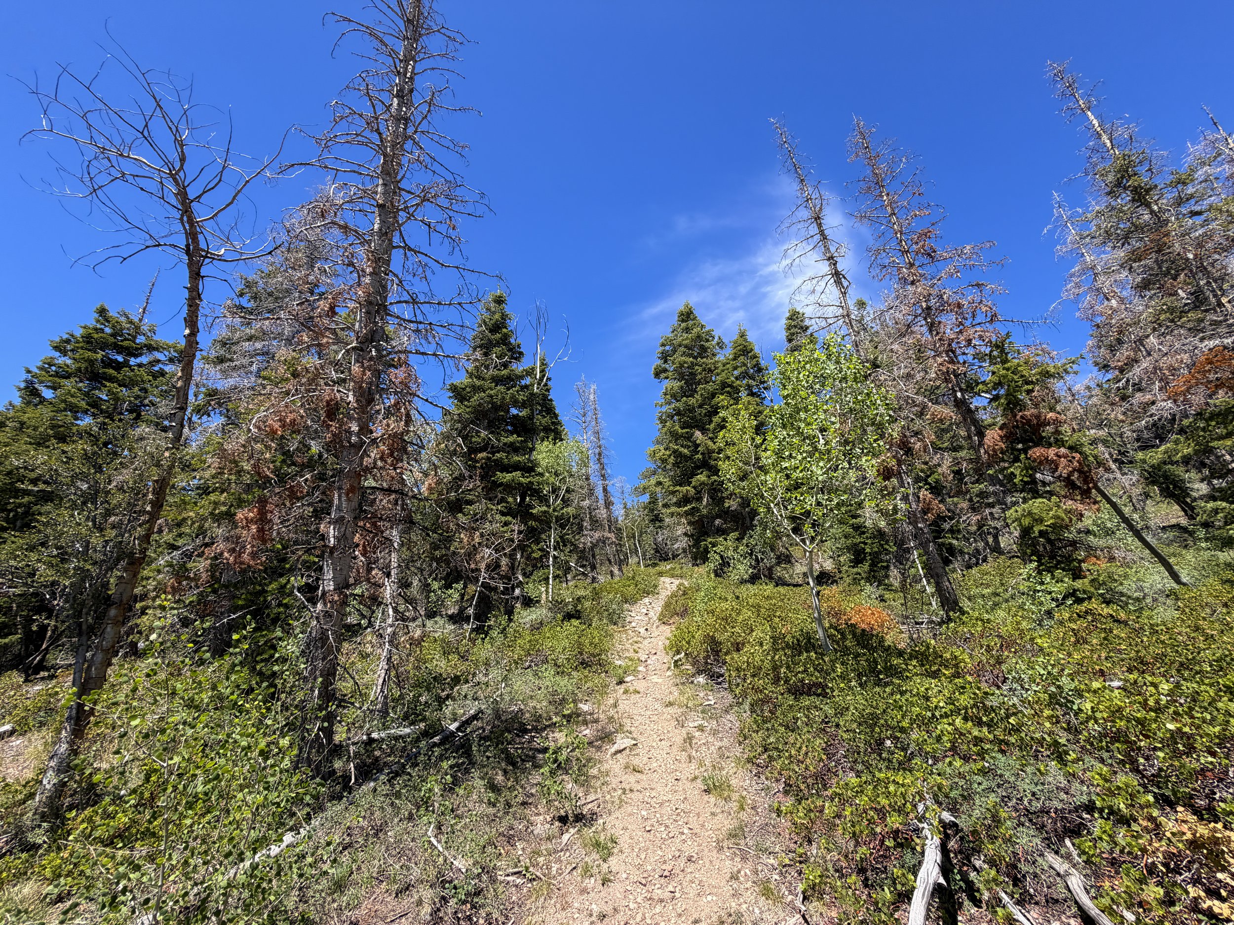 Dead Lake Trail Great Basin National Park Nevada