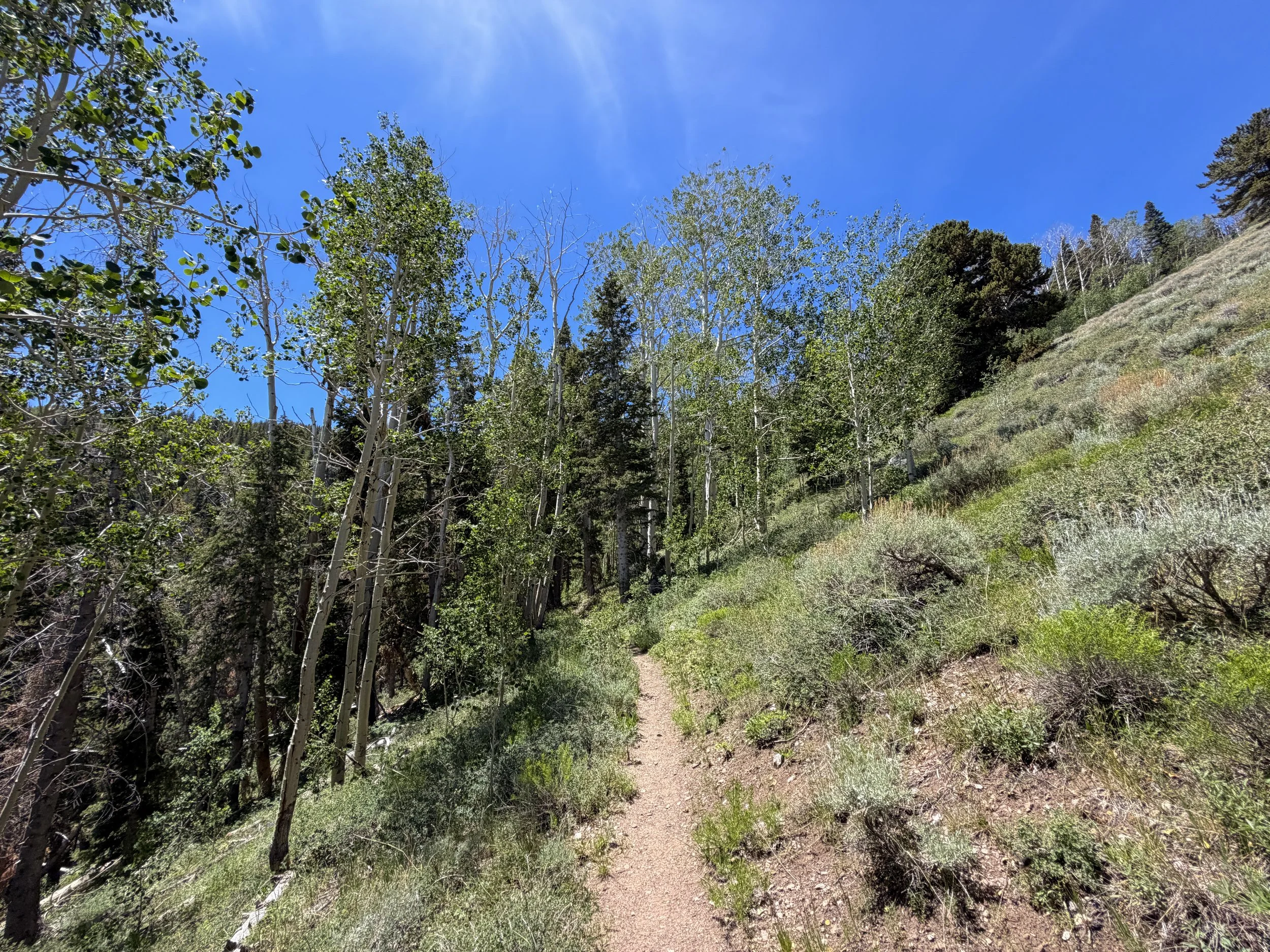 Timber Creek Loop Hike Great Basin National Park Nevada