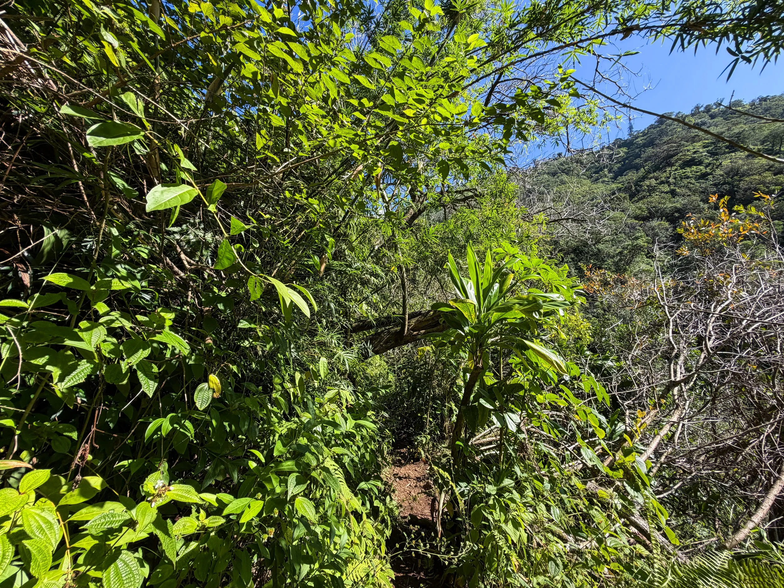 Kaau Crater Trail Oahu Hawaii