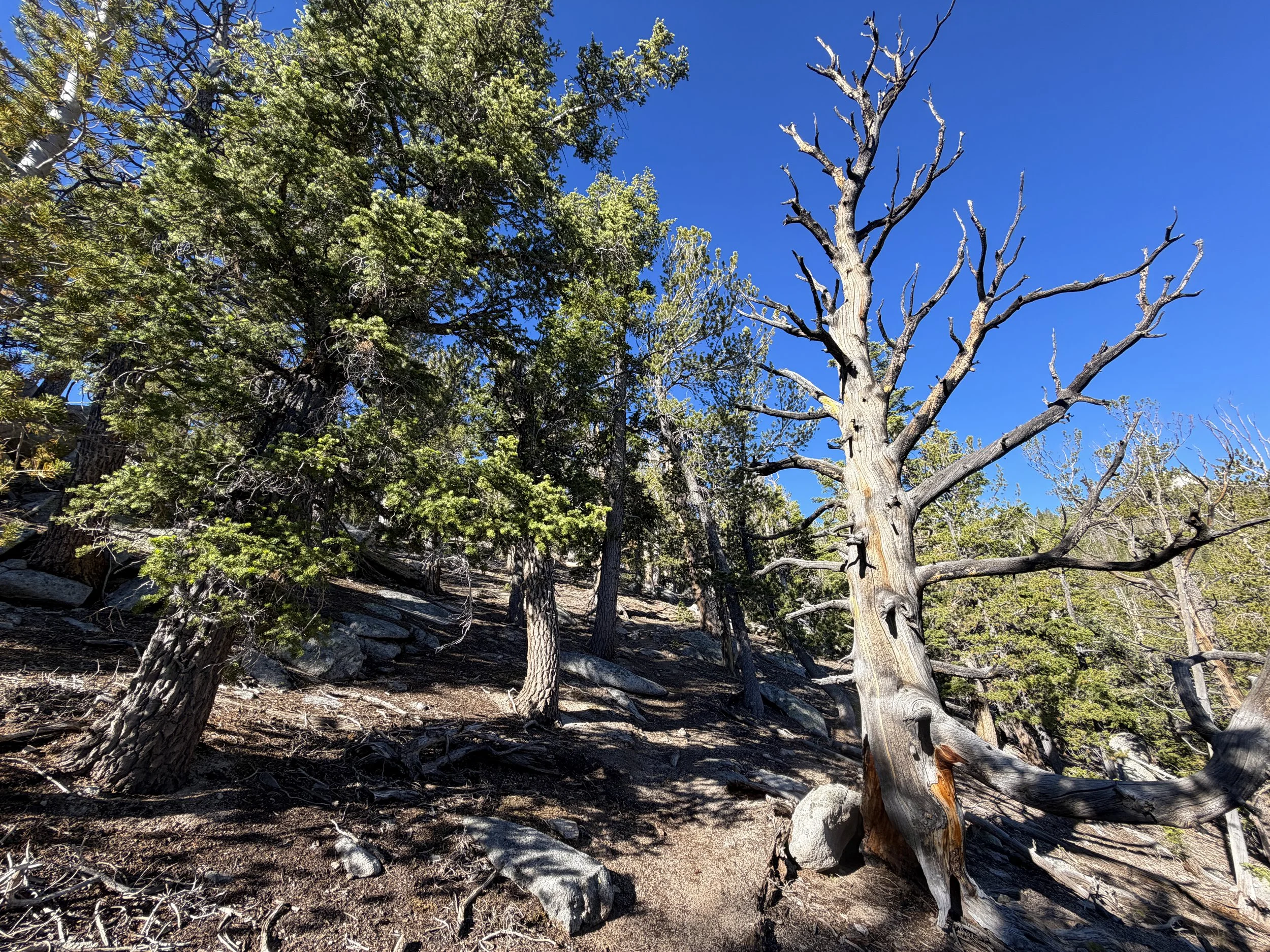 Snake Divide Trail to Mount Washington Great Basin National Park Nevada