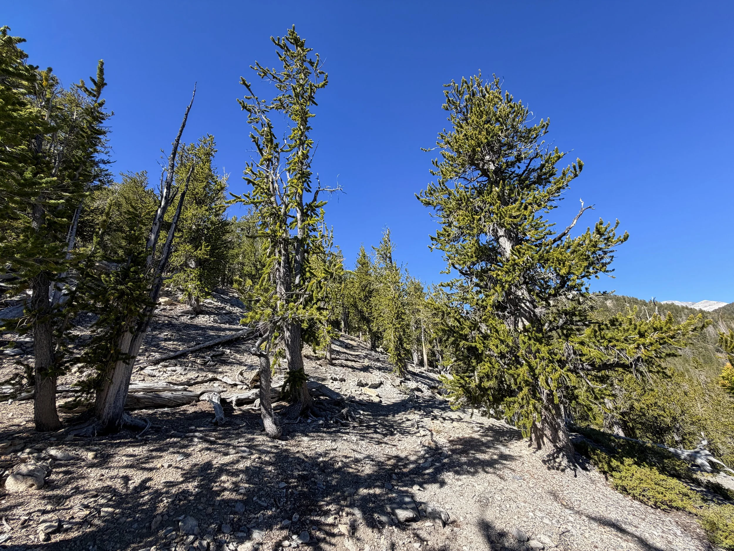 Snake Divide Trail Great Basin National Park Nevada