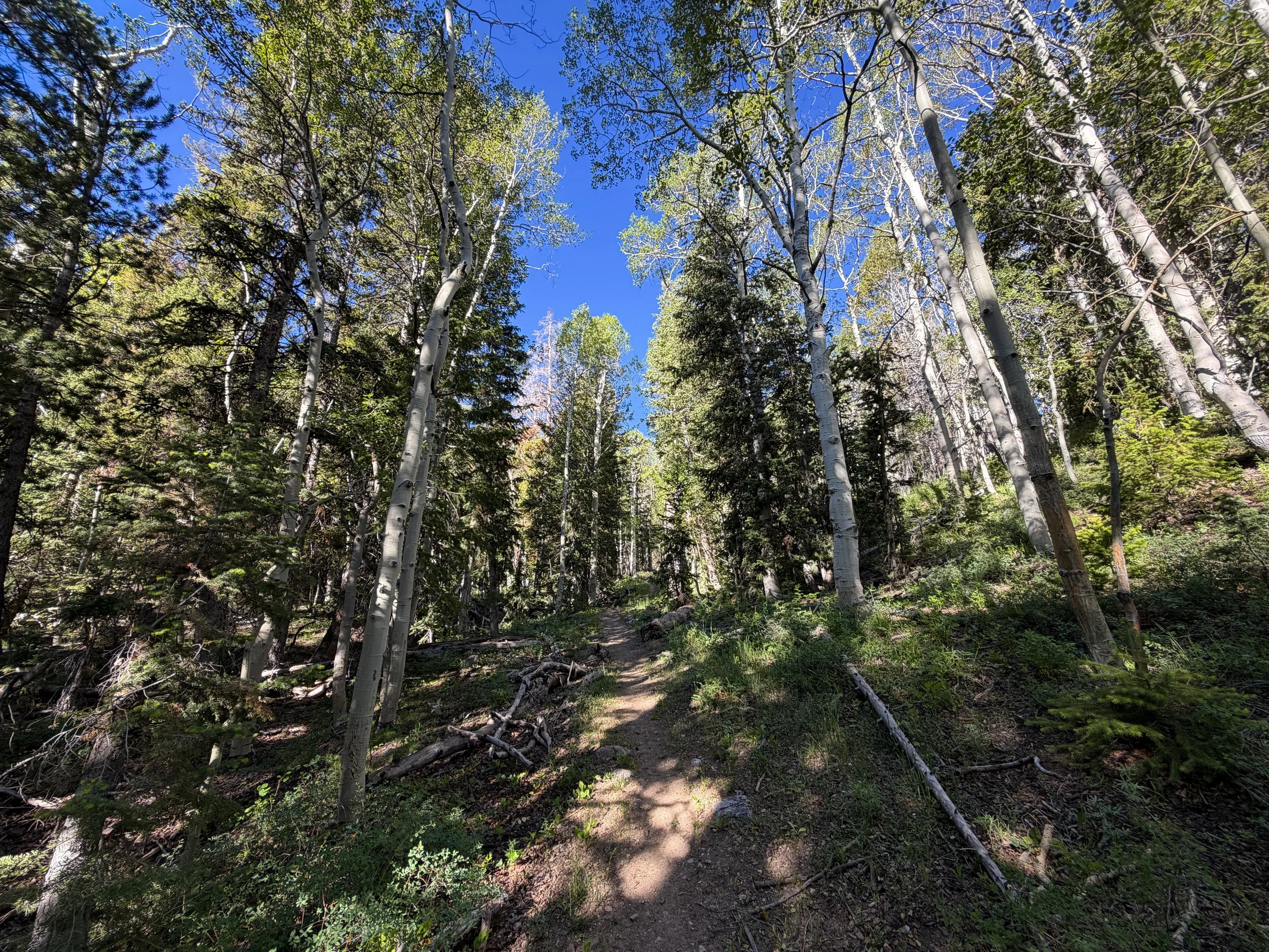 Upper Strawberry Hike Great Basin National Park Nevada