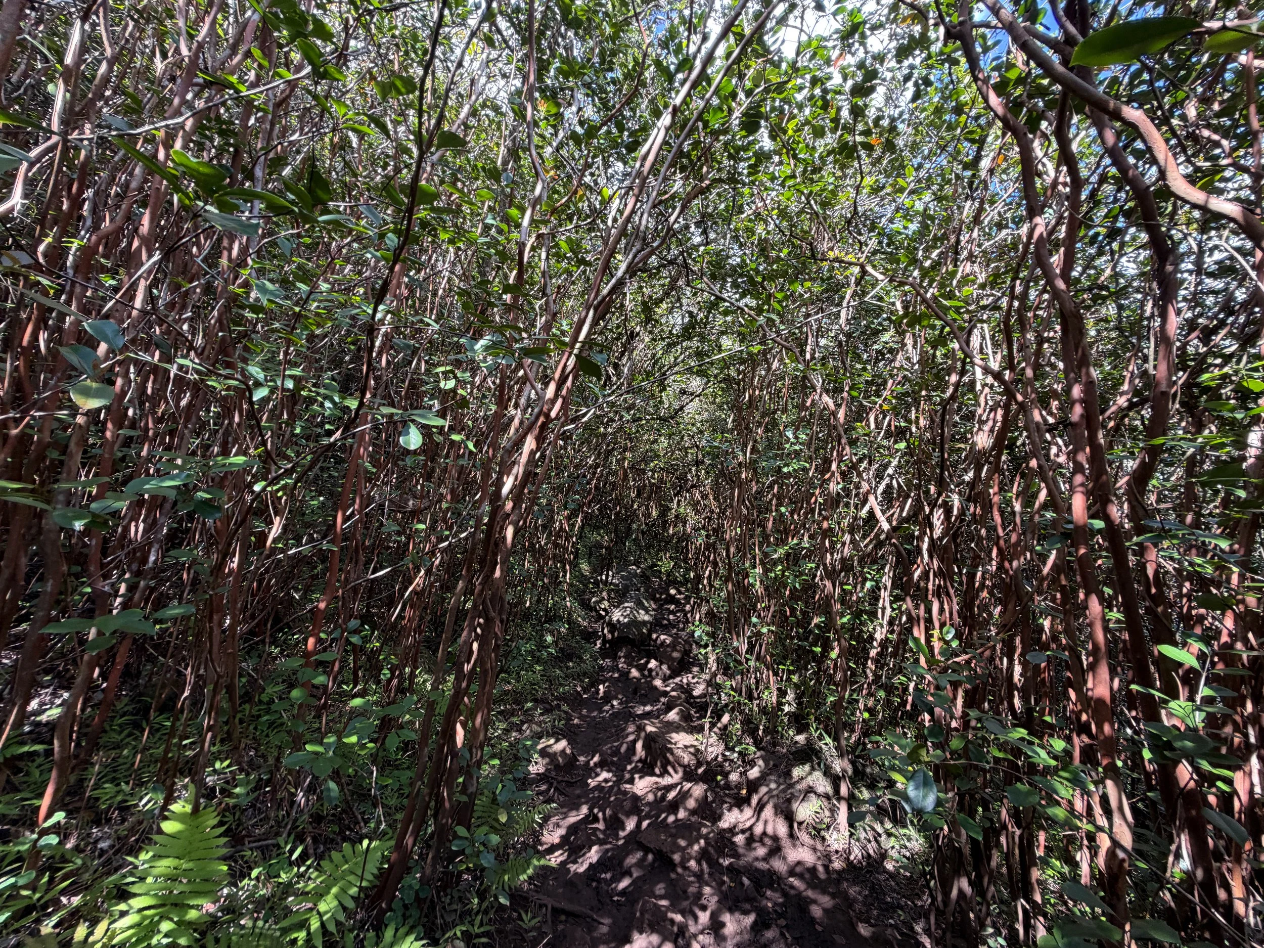 Waimano Falls Trail Oahu Hawaii