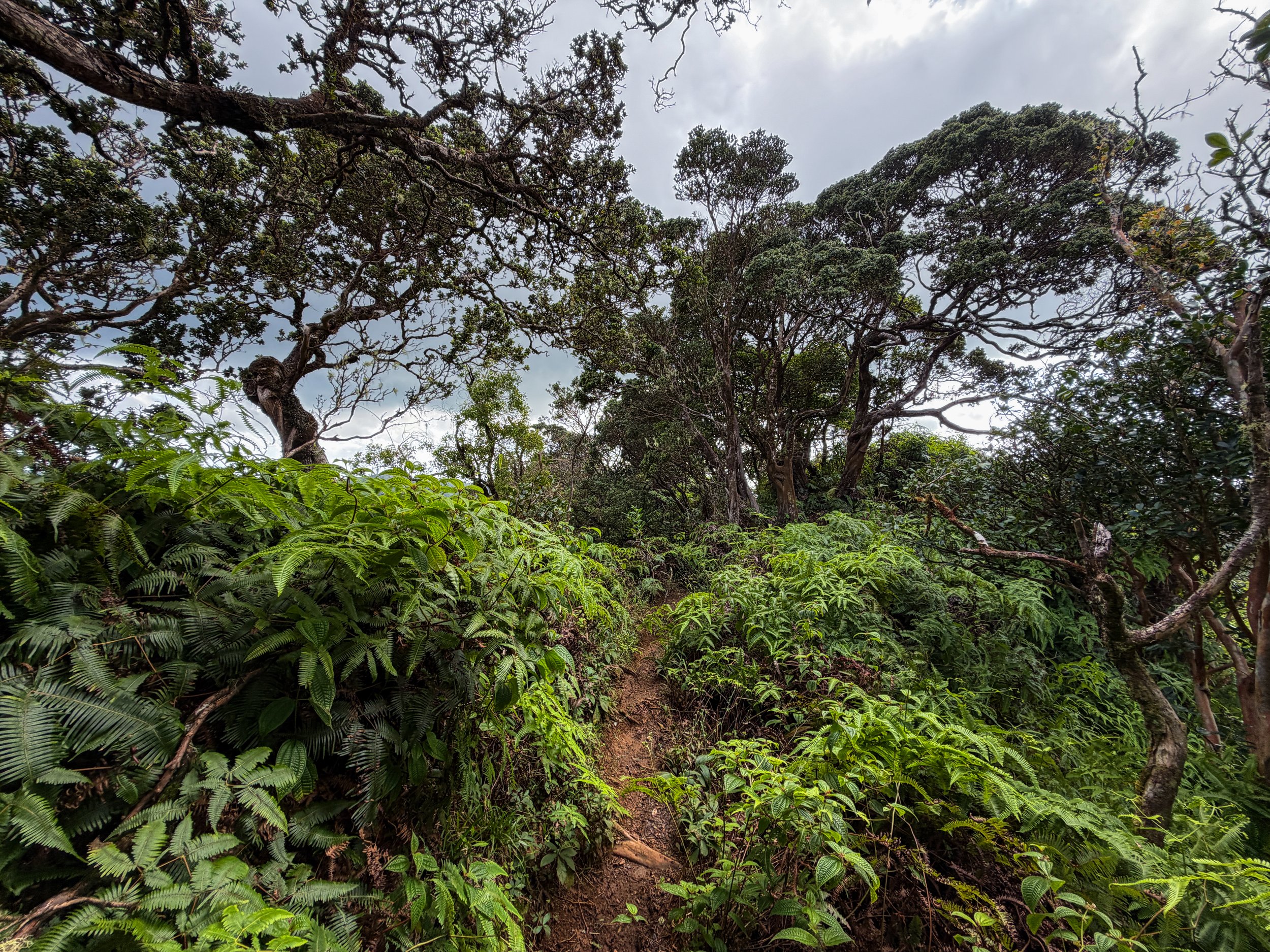 Kaau Crater Hike Oahu Hawaii