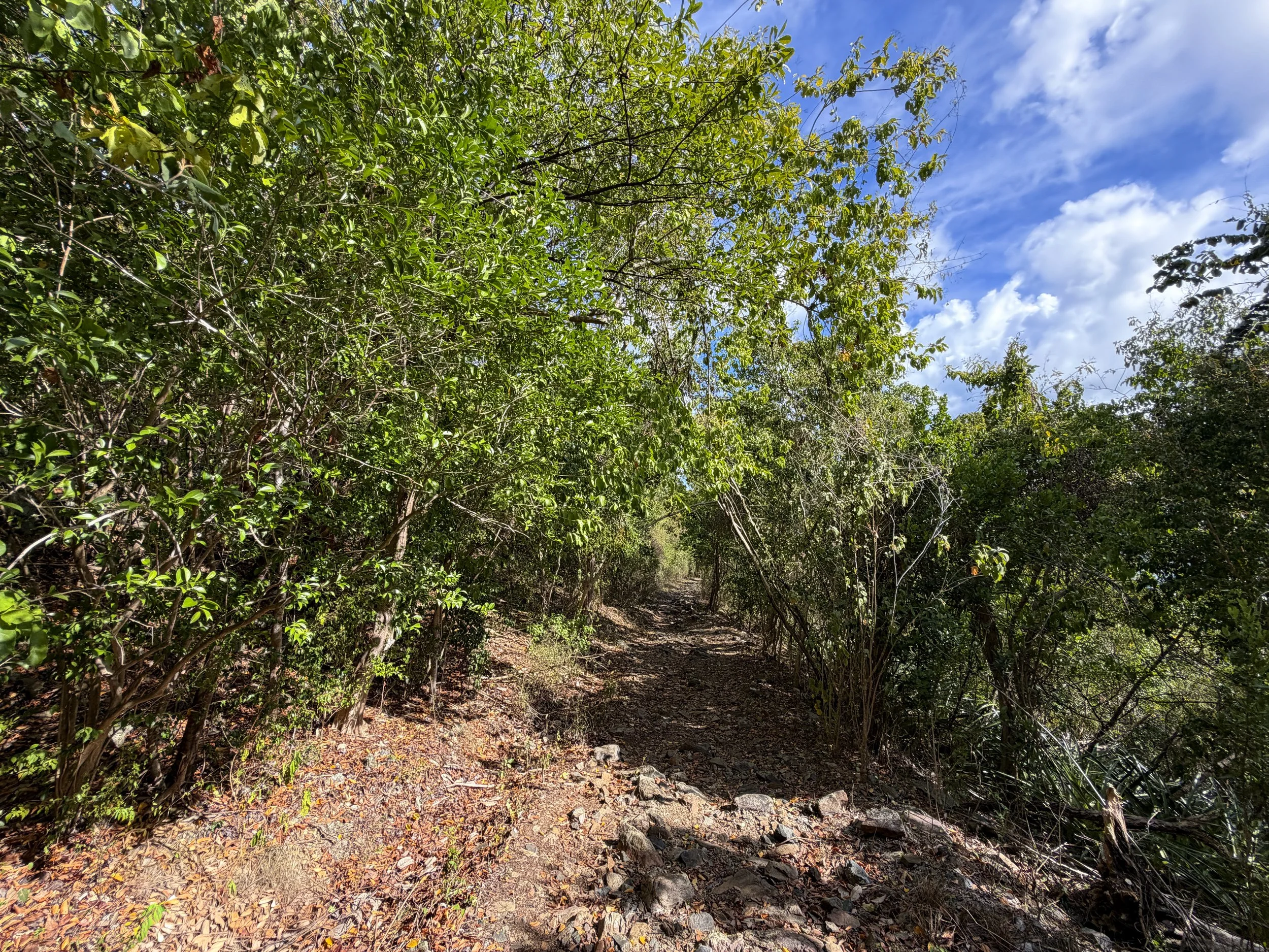 Brown Bay Hike Virgin Islands National Park