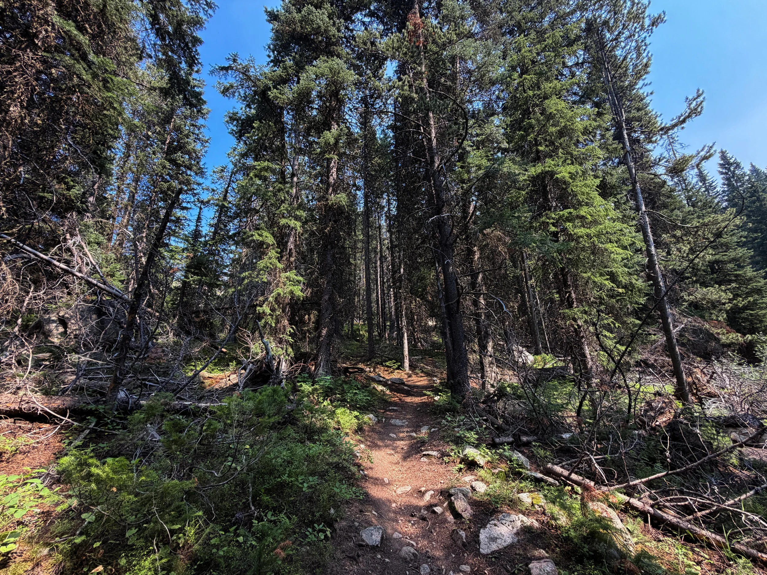 Beaten Path Trail Beartooth Mountains Montana