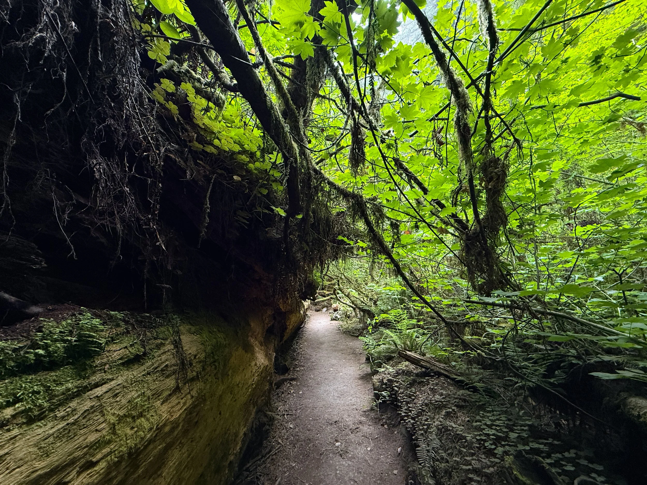 Grove of the Titans Hike Jedediah Smith Redwoods State Park California