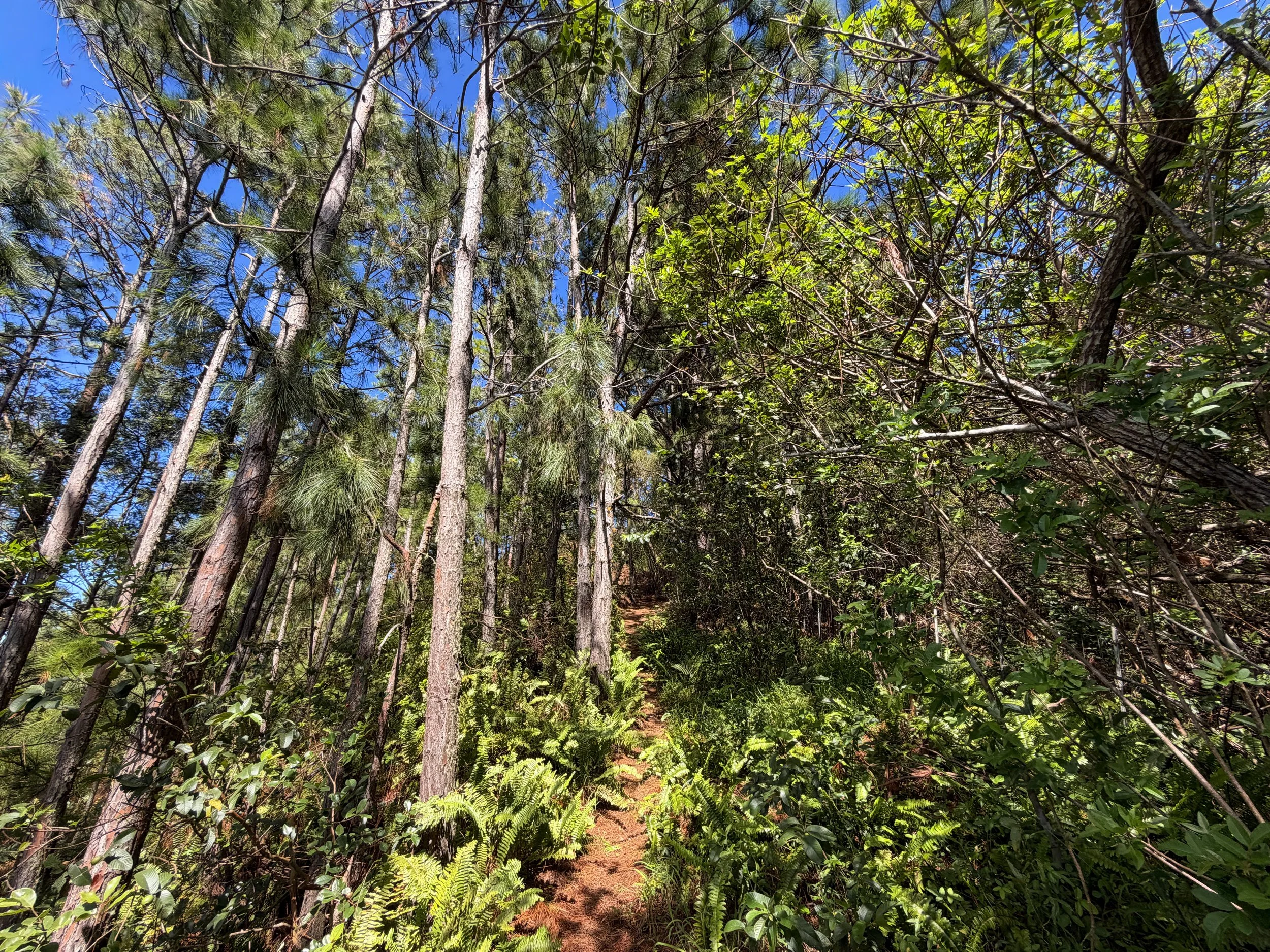Kuaokala Hike Oahu Hawaii