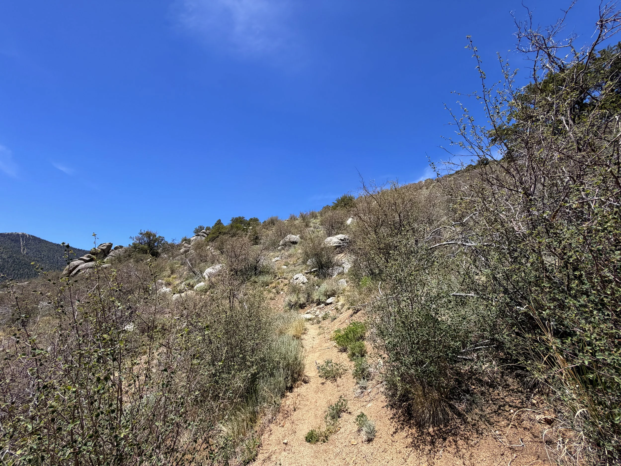Serviceberry Loop Trail Great Basin National Park Nevada