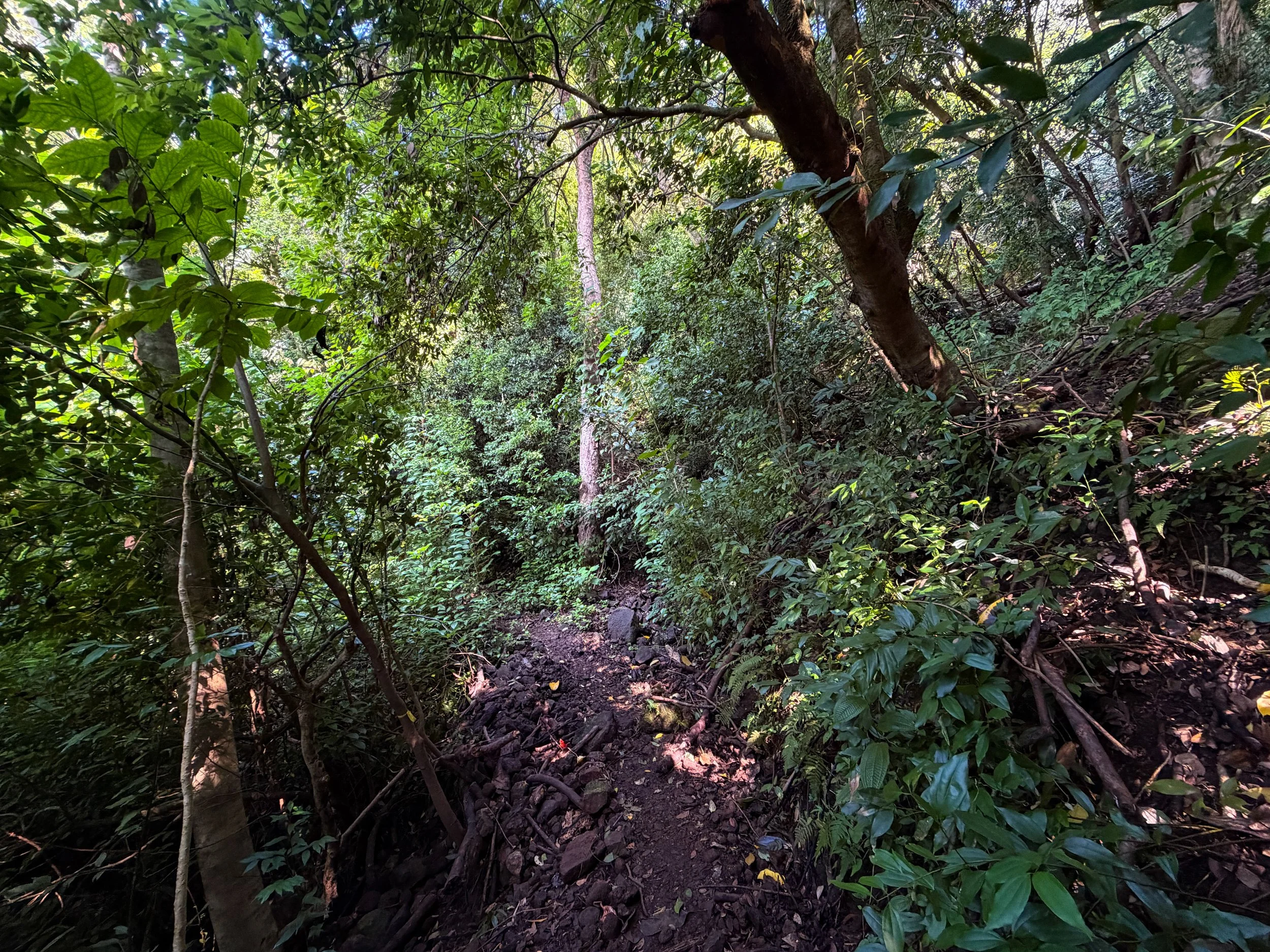 Nuuanu Trail to Tantalus Oahu Hawaii