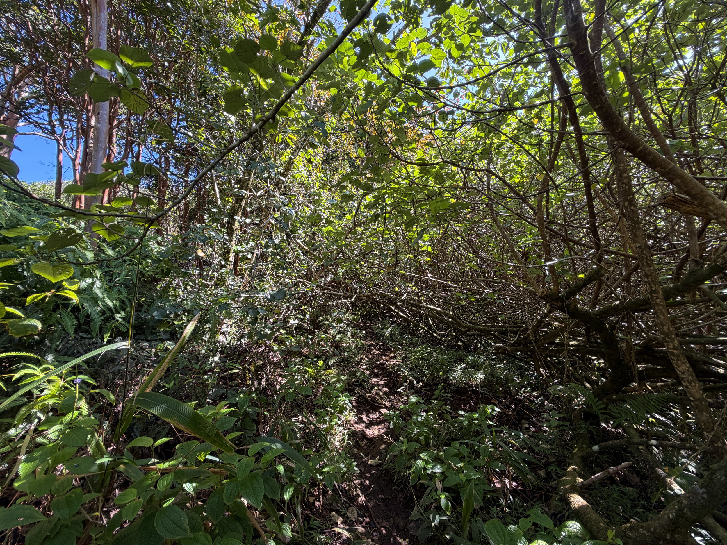 Kulanaahane Hike to Moanalua Saddle Oahu Hawaii