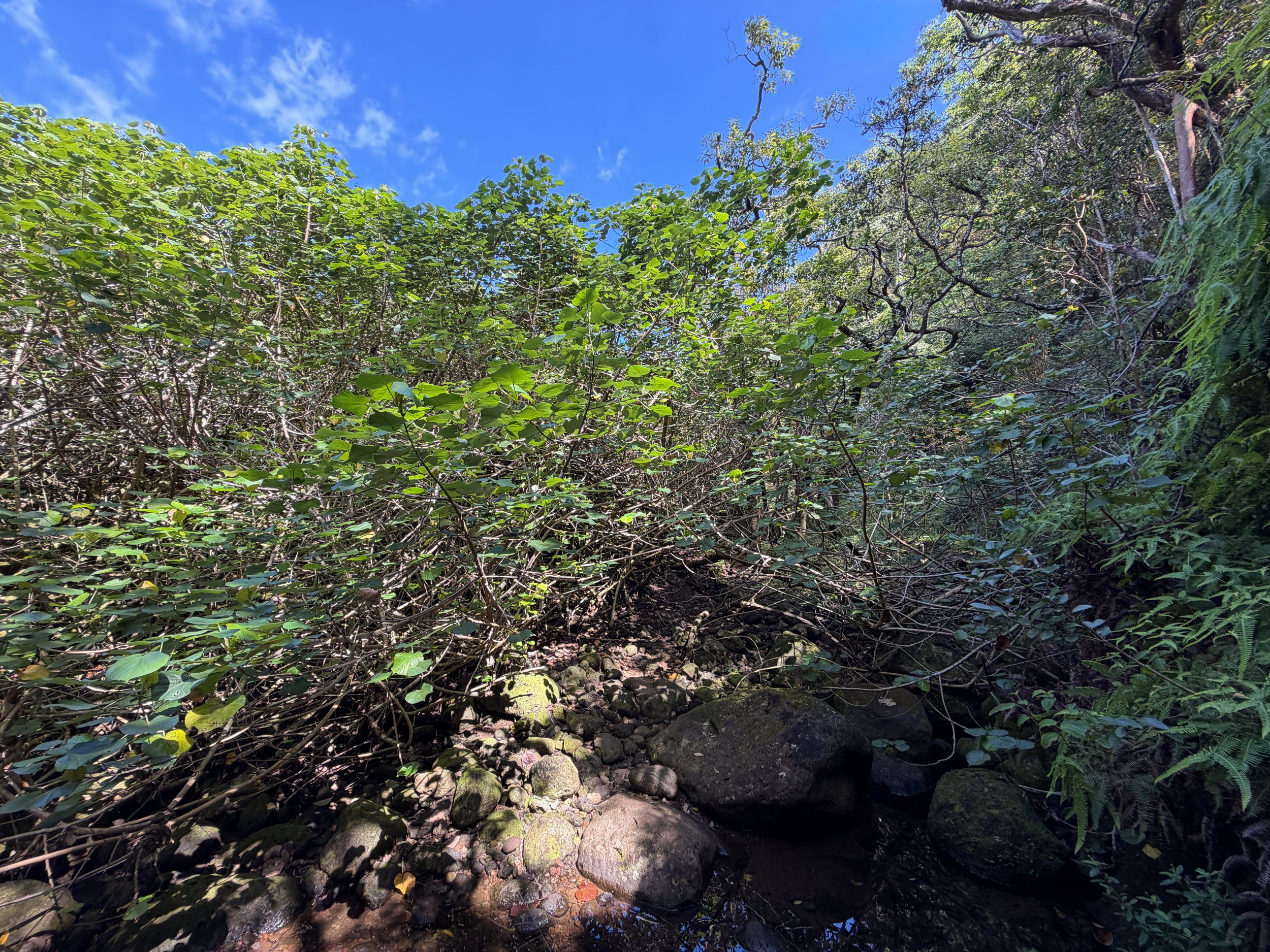 Kulanaahane Trail to Moanalua Saddle Oahu Hawaii