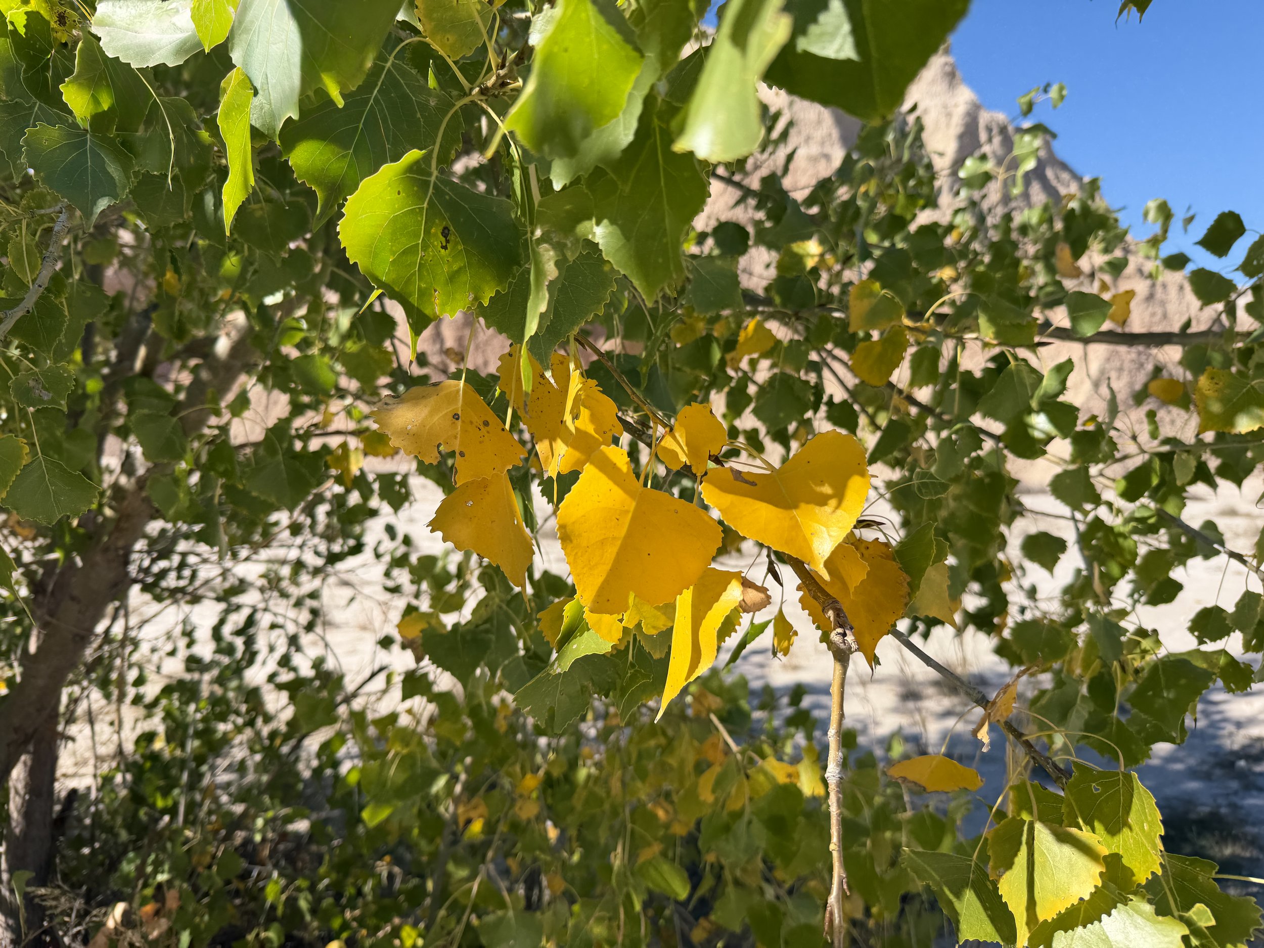 Cottonwood Populus deltoides