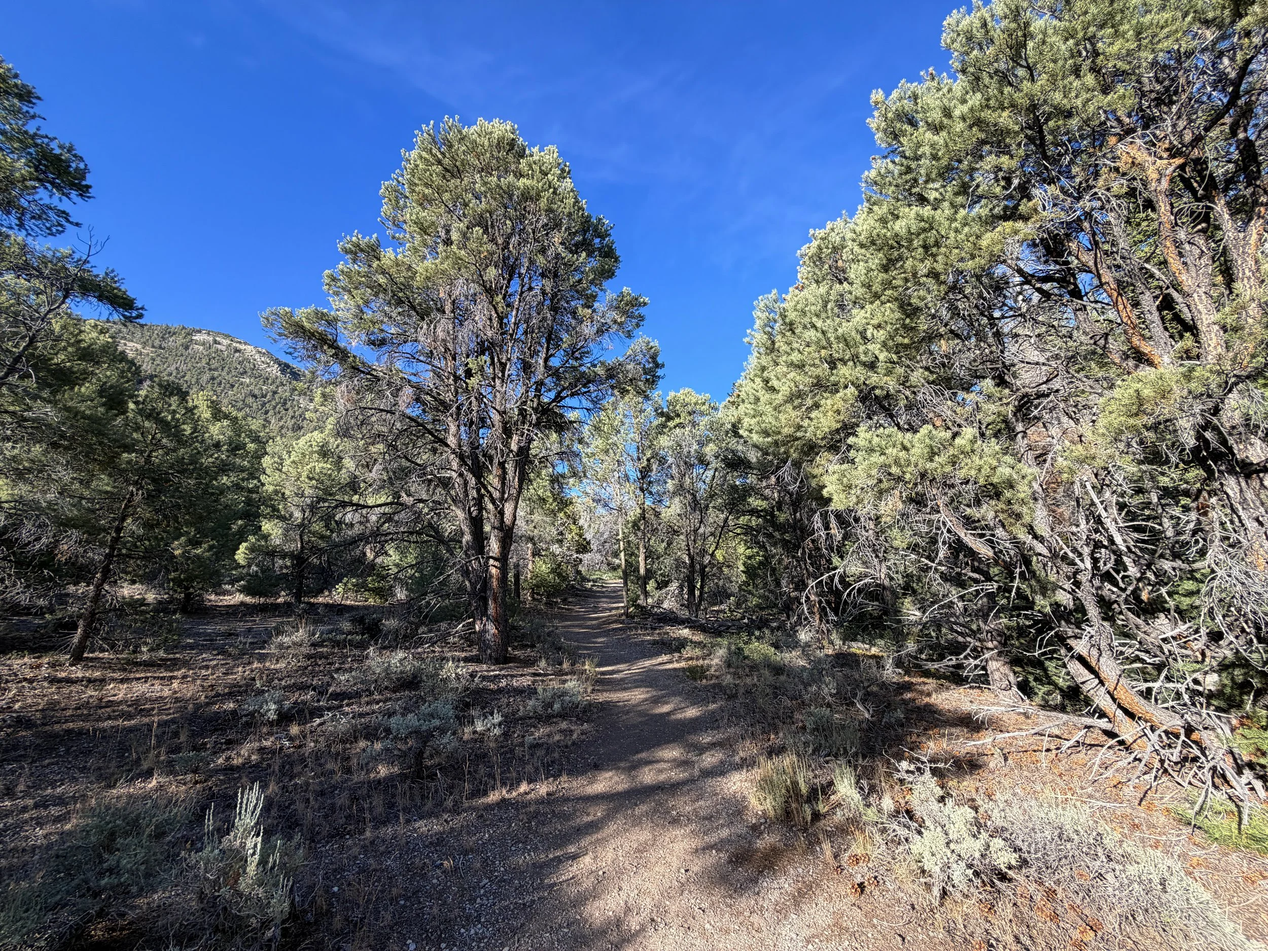 Pole Canyon Trail Great Basin National Park Nevada
