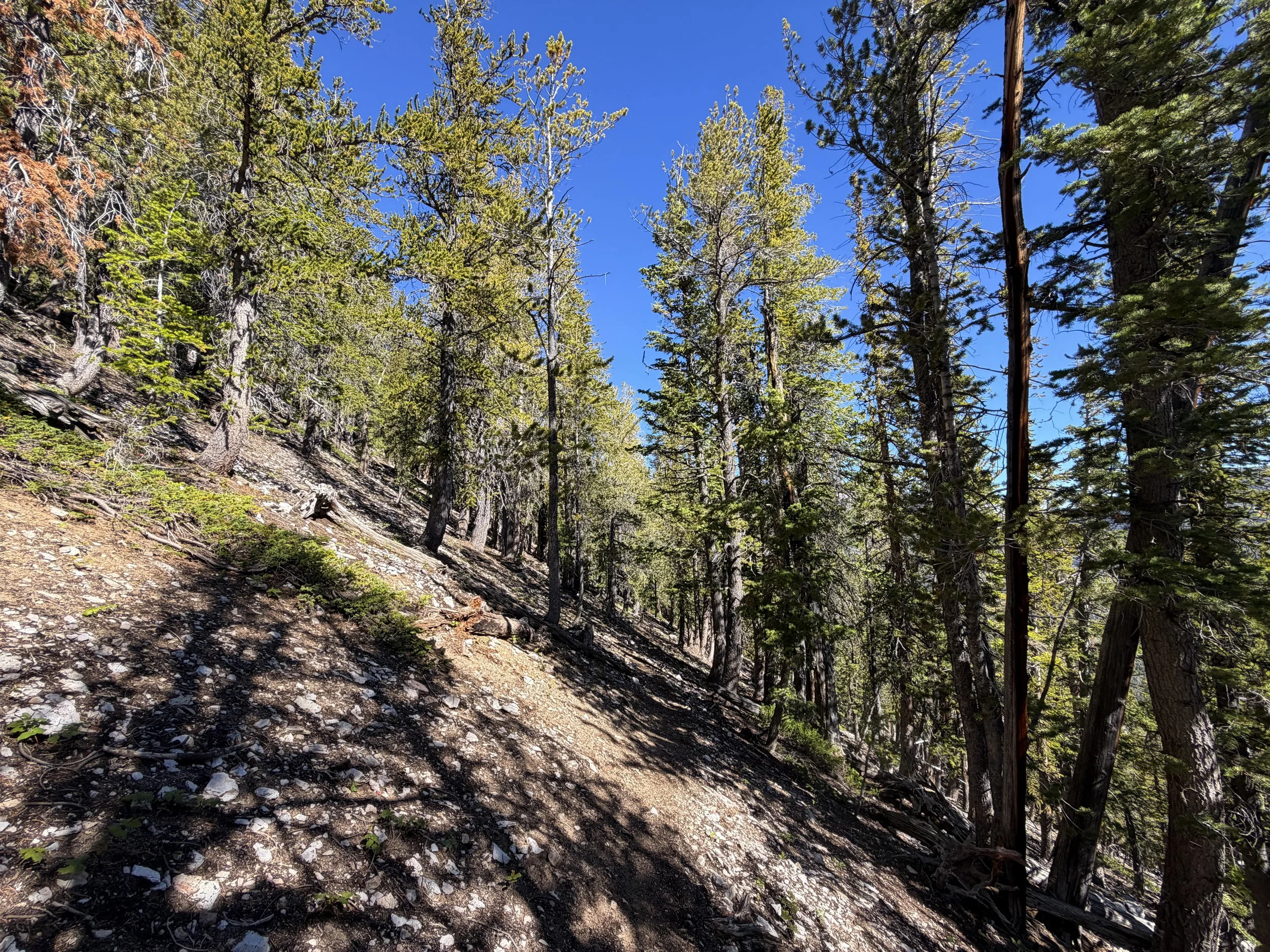 Snake Divide Trail to Magic Grove Great Basin National Park Nevada