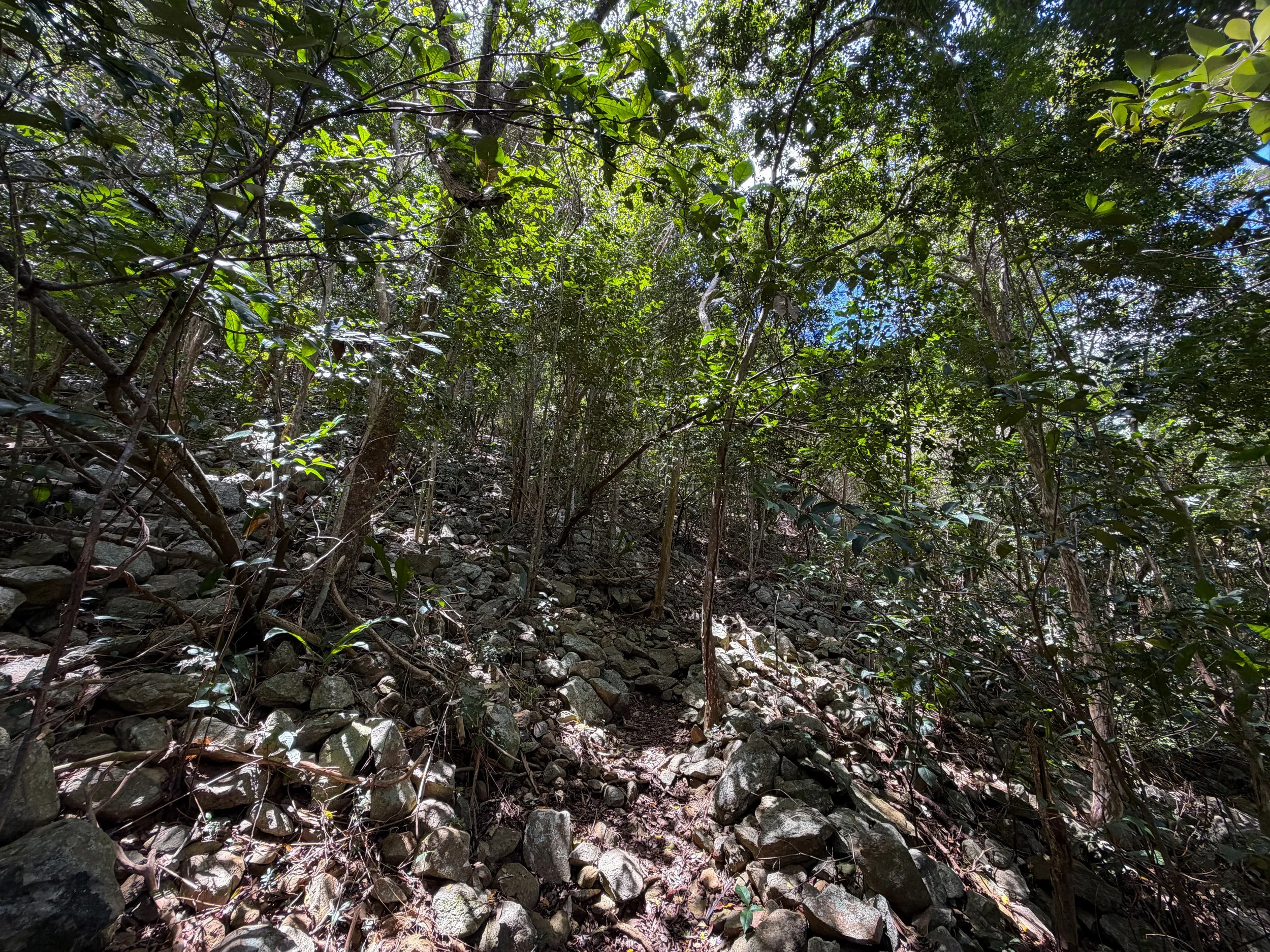 Tamarind Tree Trail Virgin Islands National Park