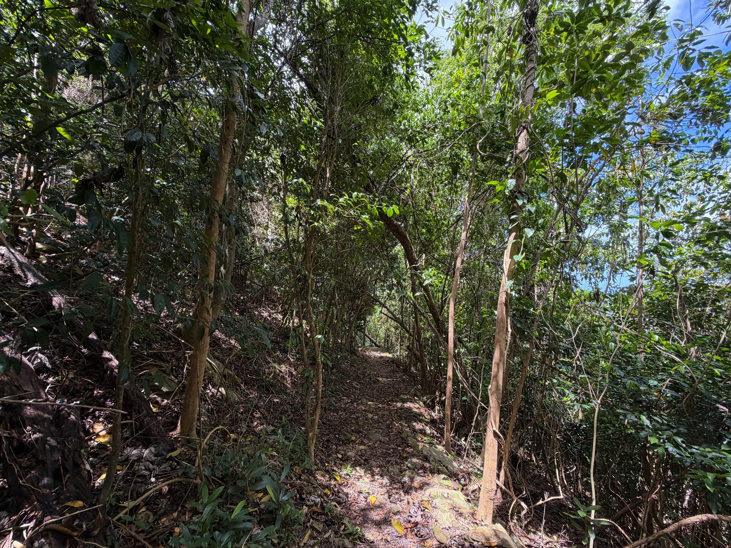 Maria Hope Trail Virgin Islands National Park