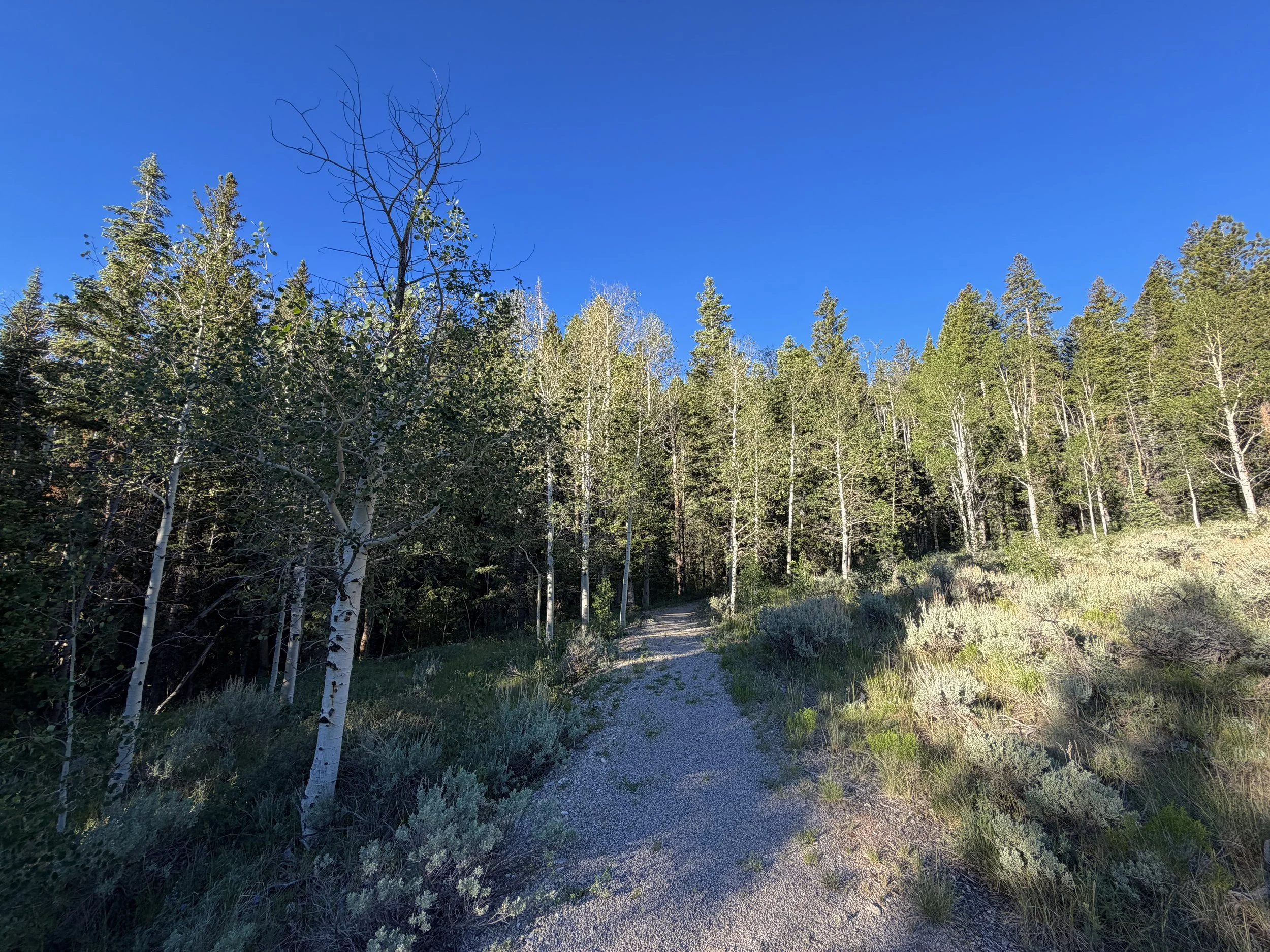Snake Divide Trail Great Basin National Park Nevada