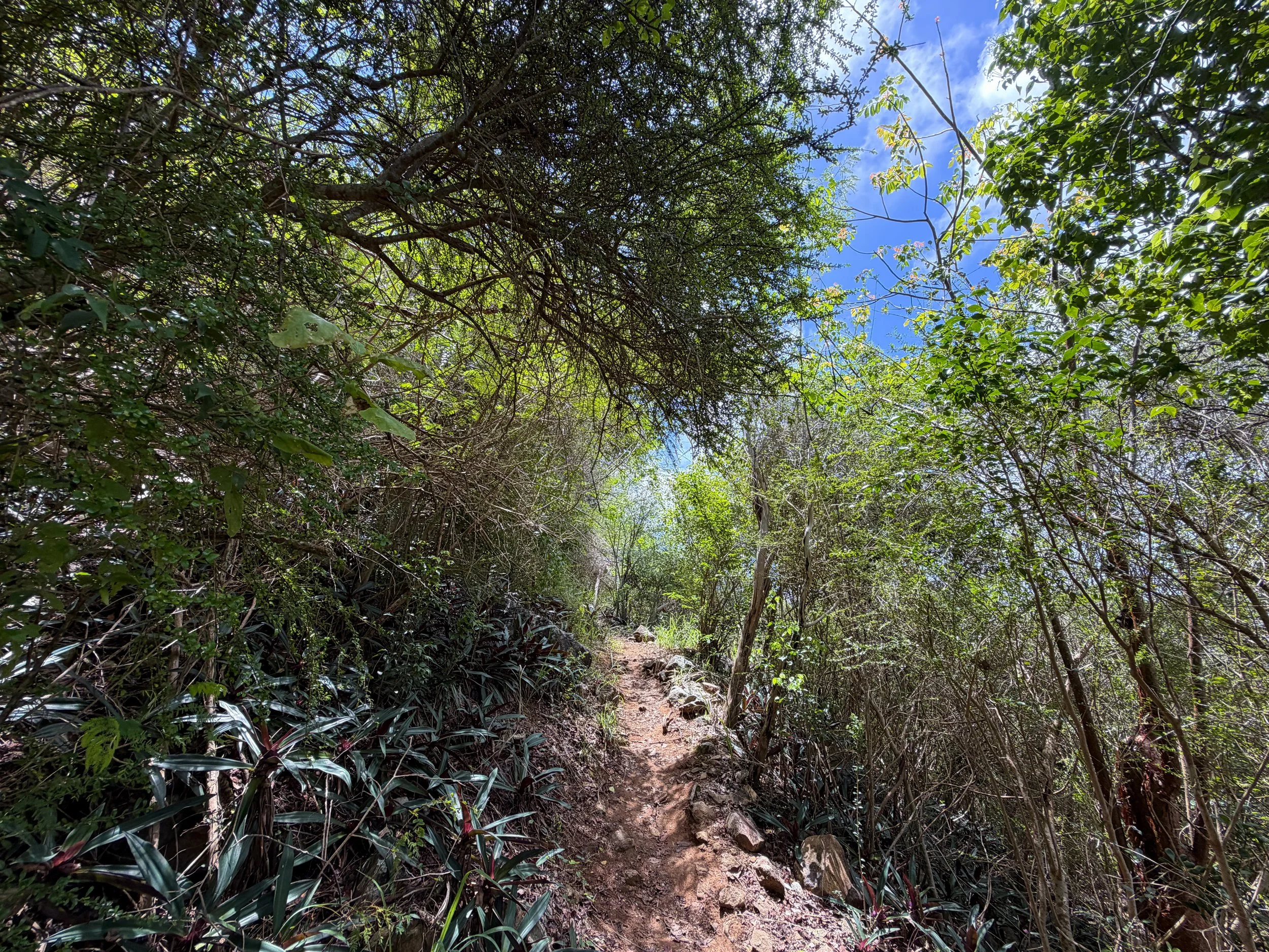 Caneel Hill Hike Virgin Islands National Park