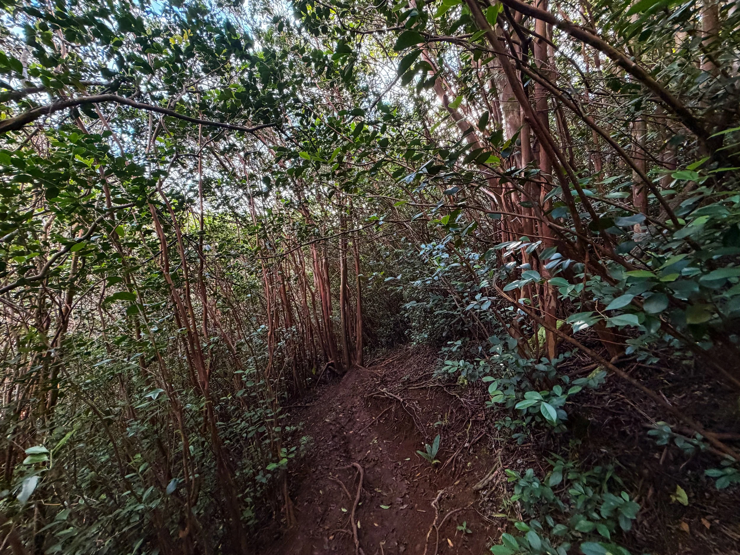 Kaau Crater Trail Oahu Hawaii