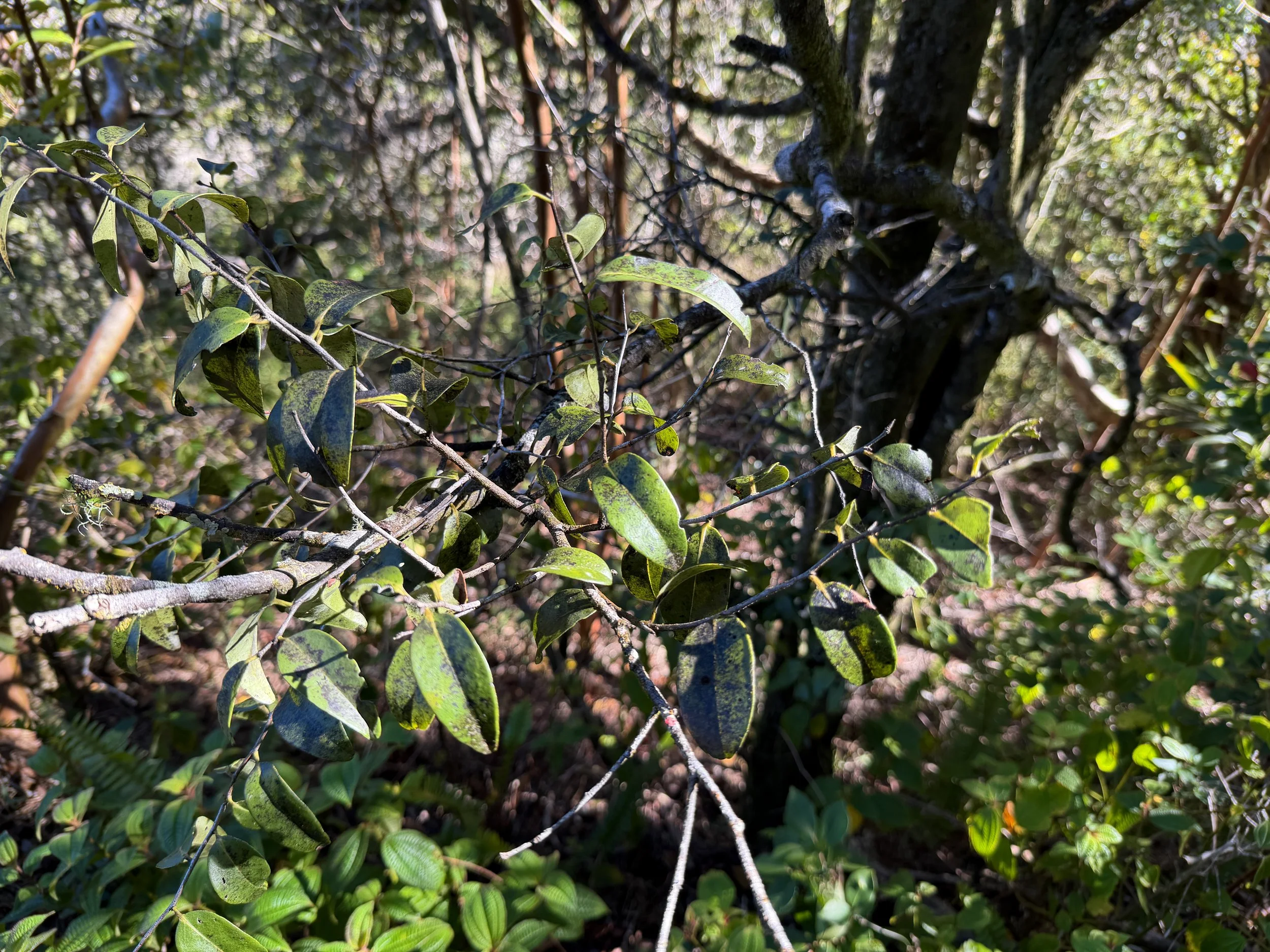 Elama Diospyros sandwicensis