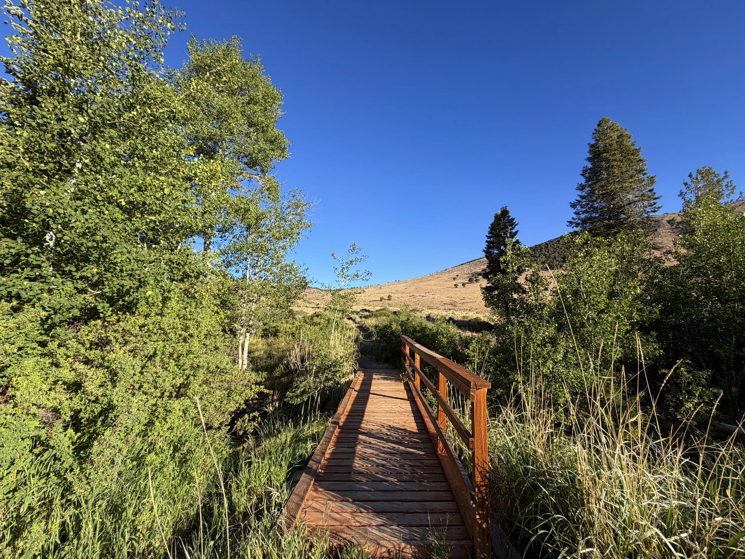 Upper Strawberry Trail Great Basin National Park Nevada