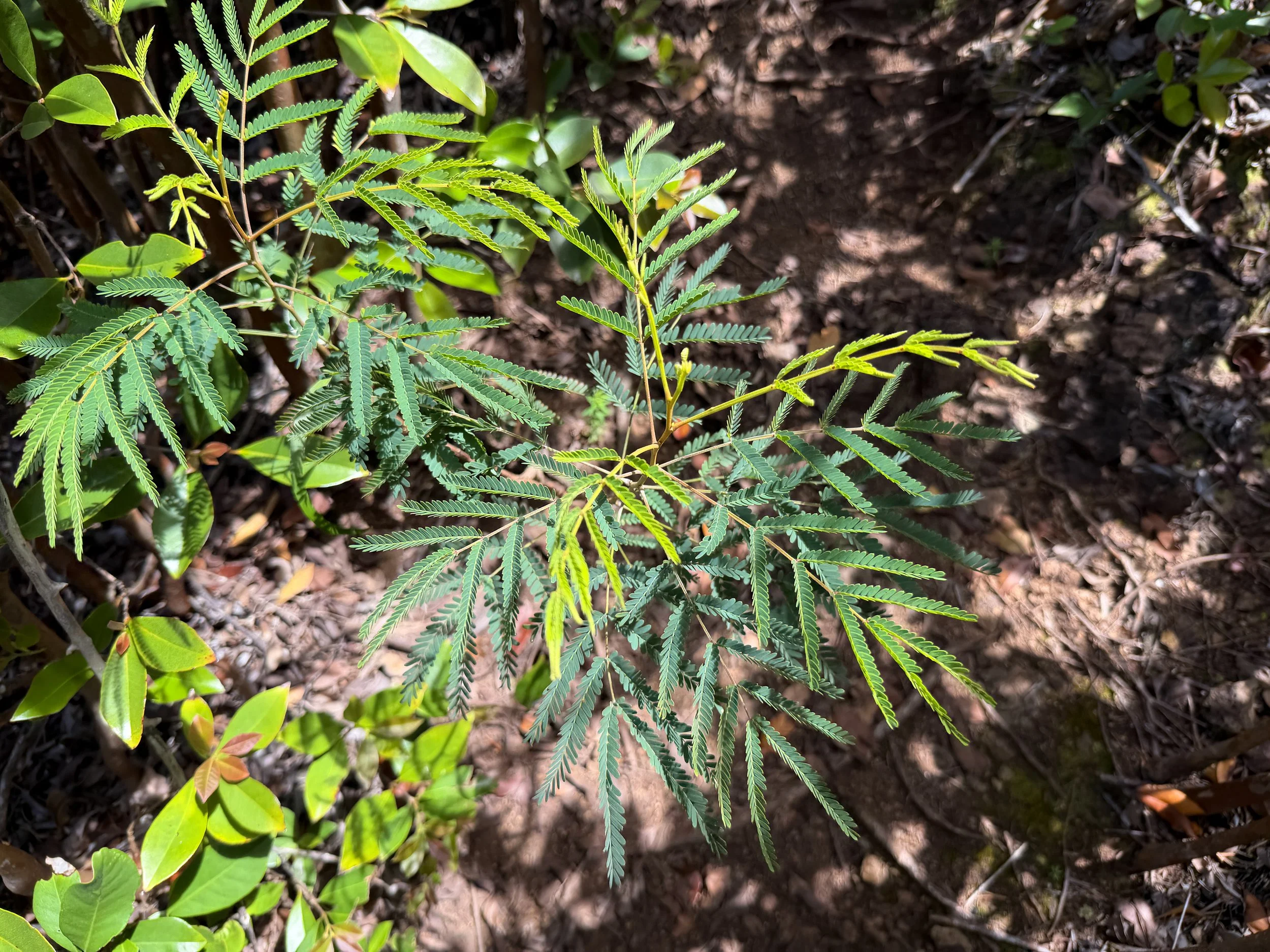 Acacia koa Seedling