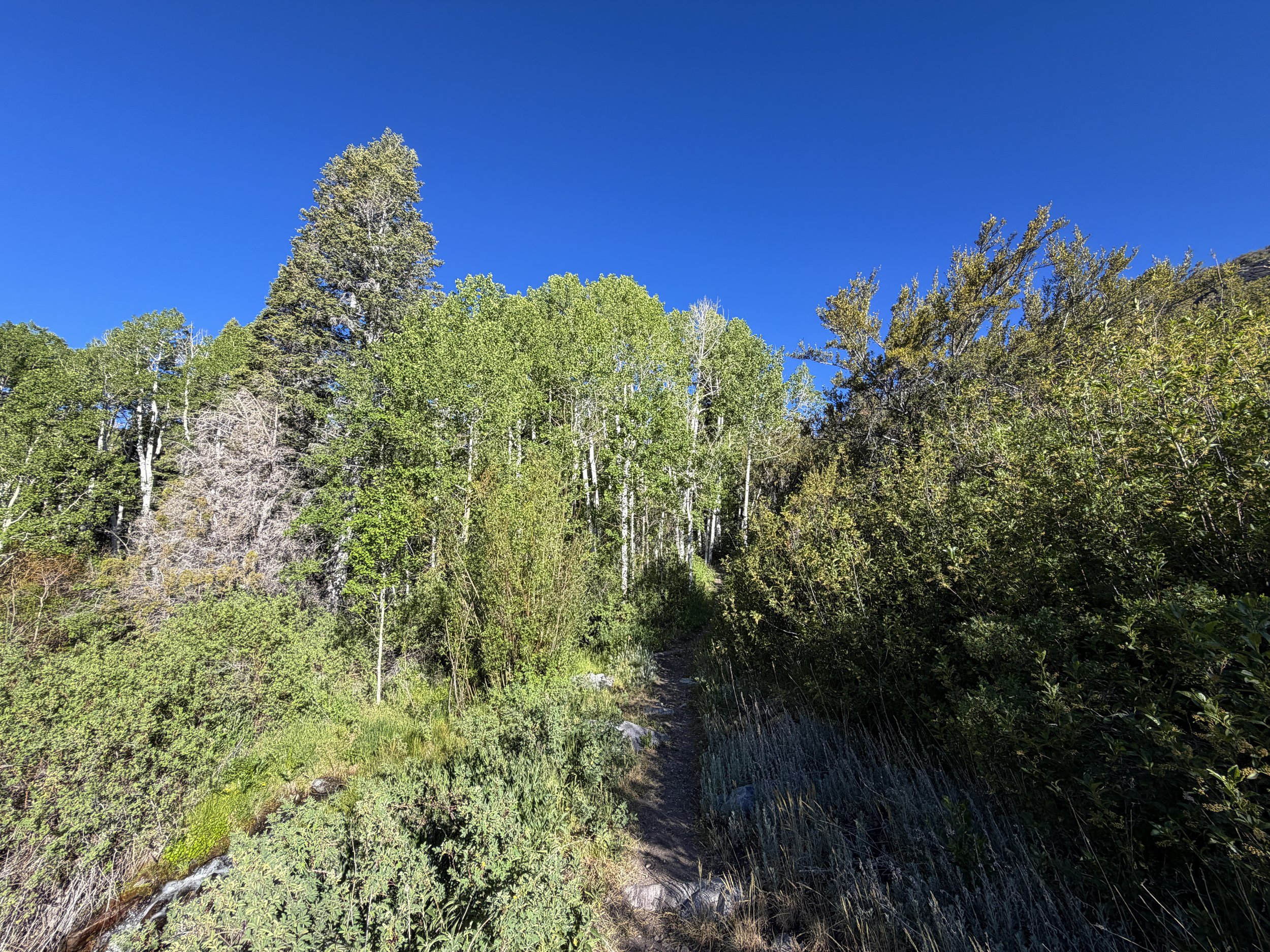 Lehman Creek Hike Great Basin National Park Nevada