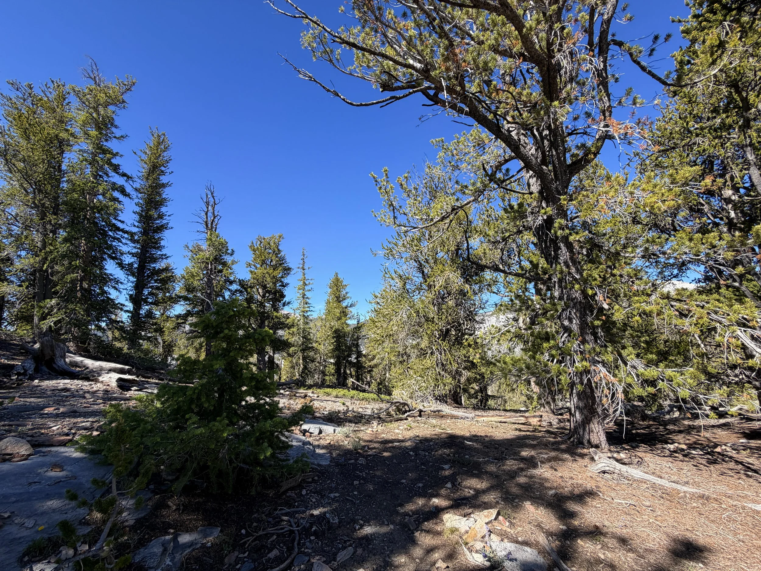 Snake Divide Hike Great Basin National Park Nevada
