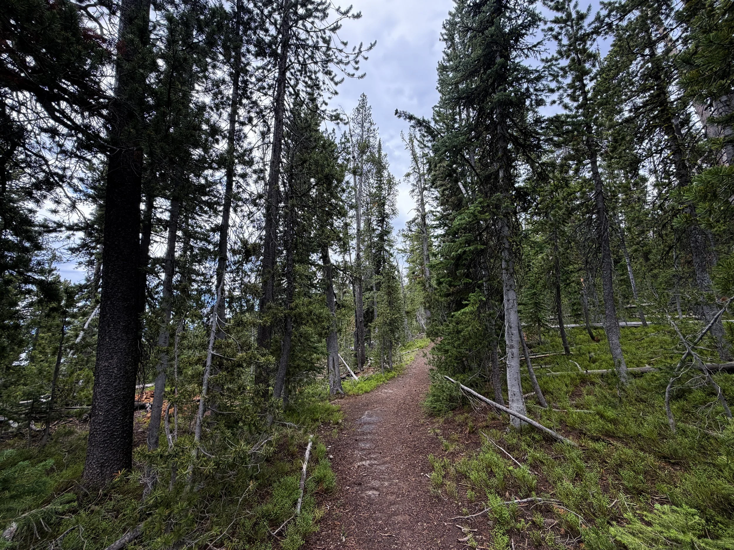 Divide Trail Yellowstone National Park Wyoming
