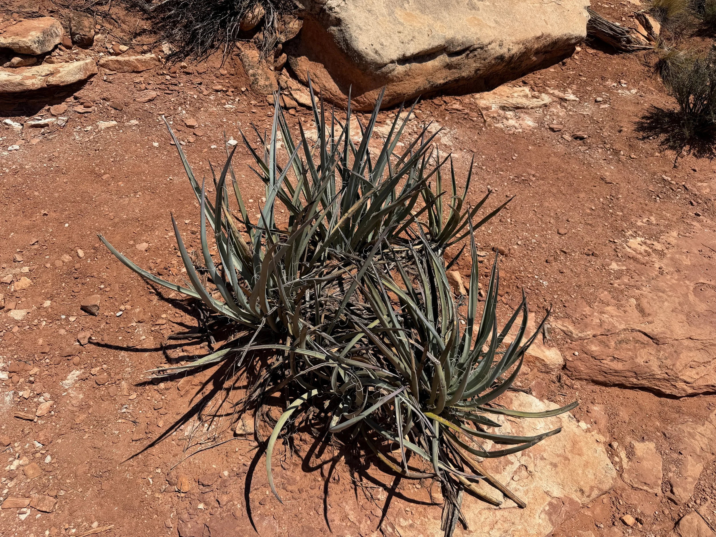 Datil Yucca baccata