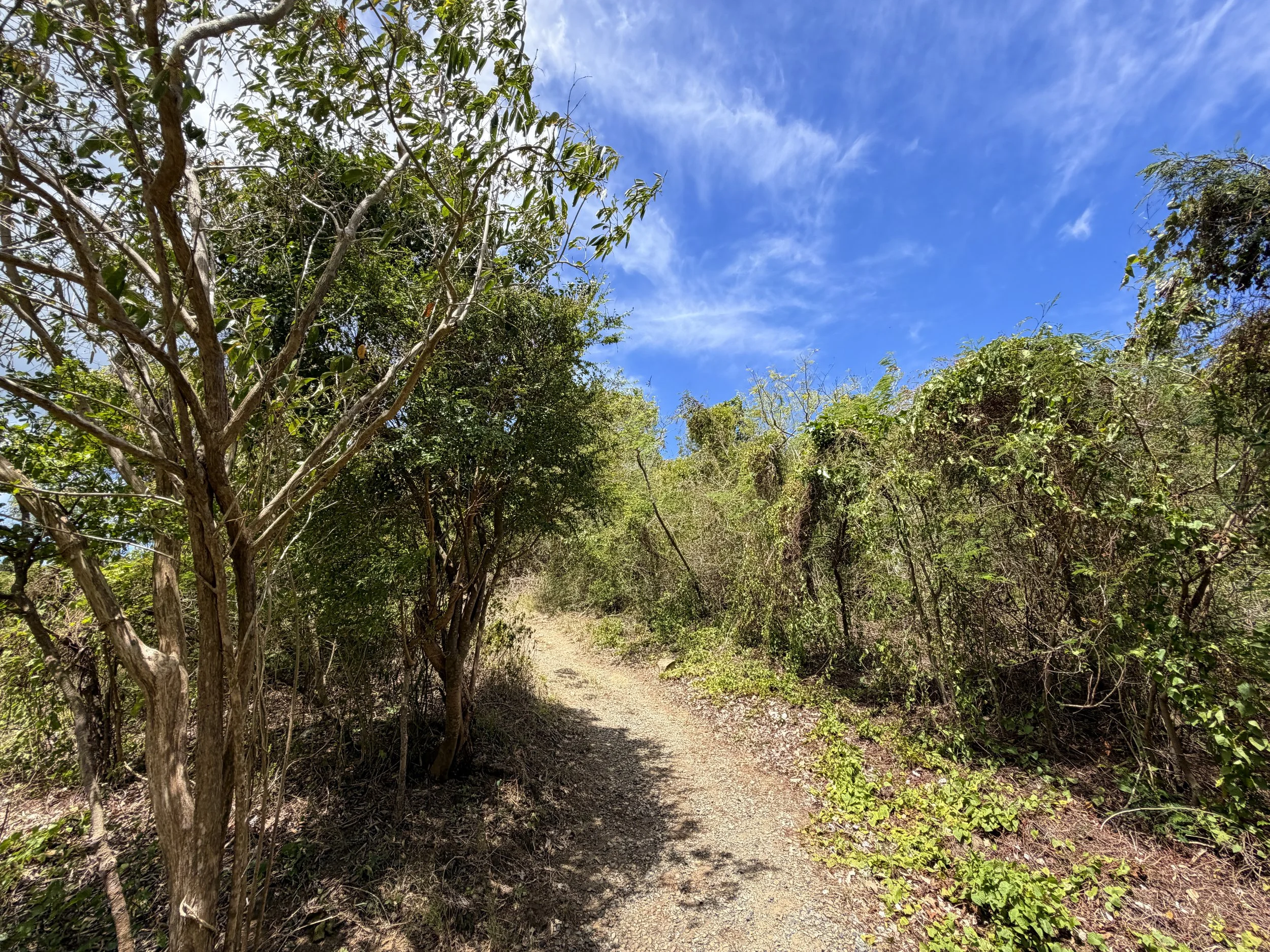 Francis Bay Trail Virgin Islands National Park