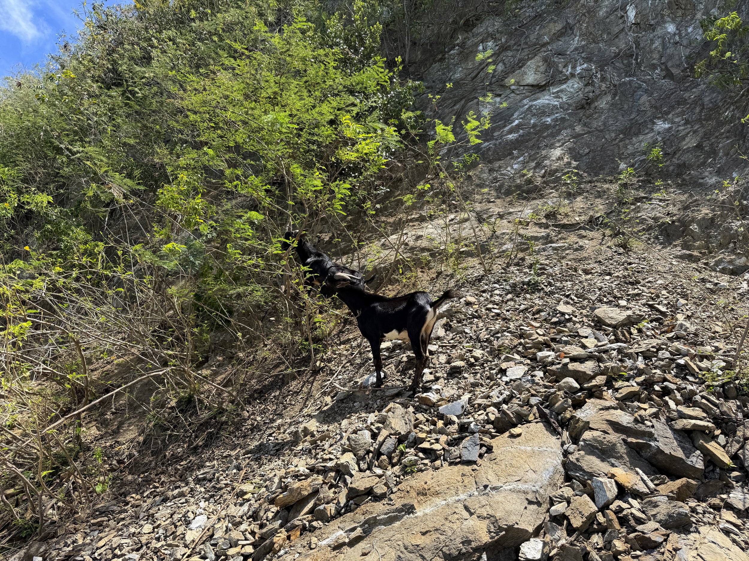 Goats Leinster Bay Trail Virgin Islands National Park