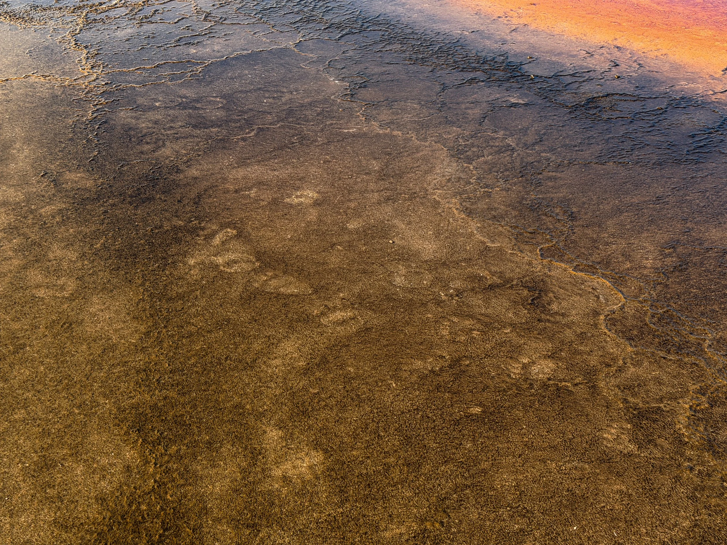 Grizzly Tracks Yellowstone National Park Wyoming