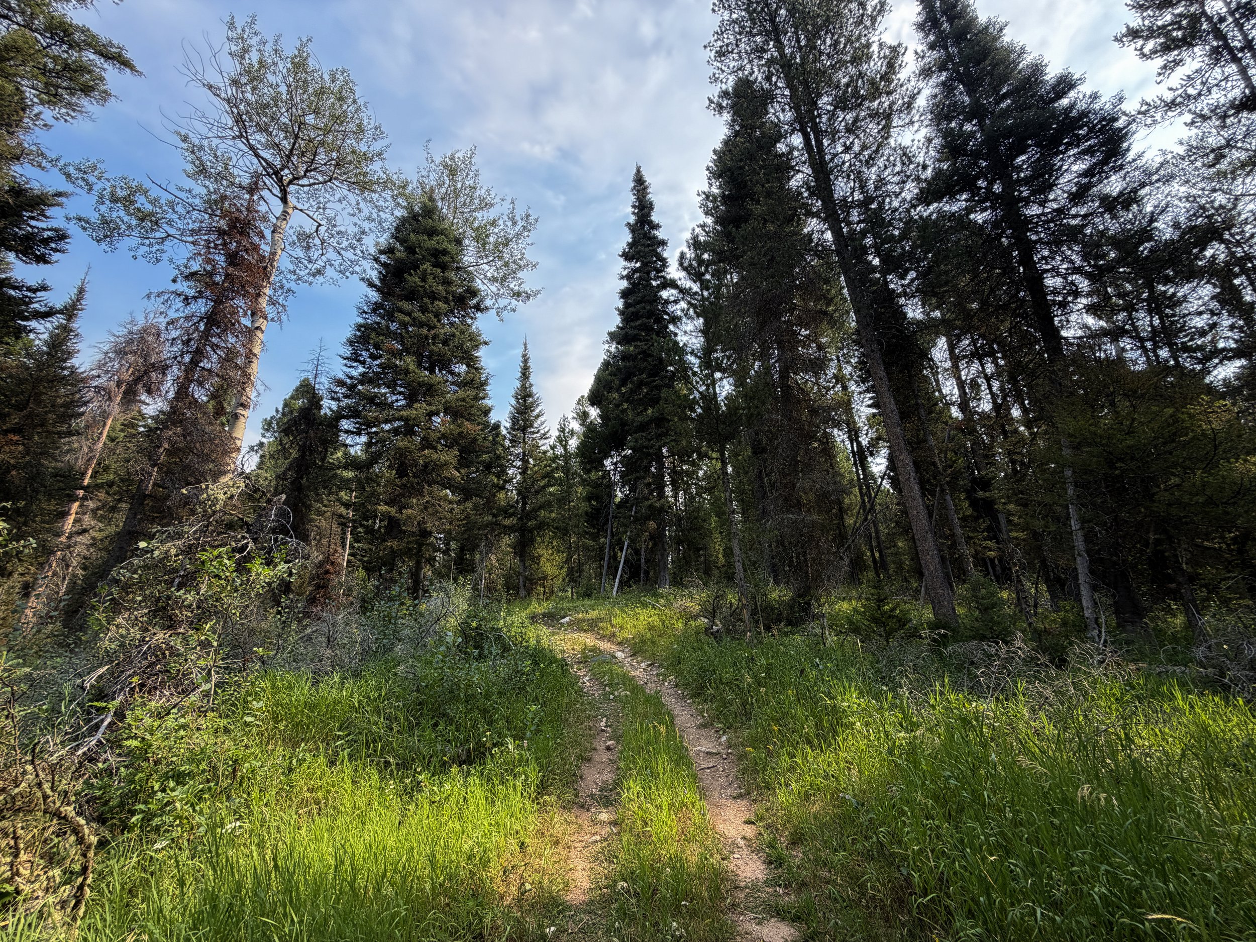Aspen Ridge Trail Grand Teton National Park Wyoming