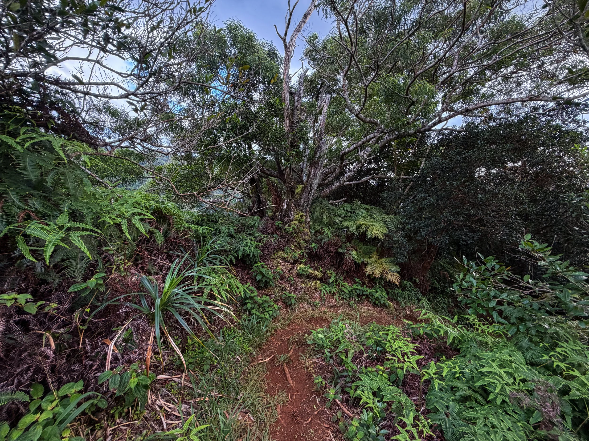 Kaau Crater Hike Oahu Hawaii
