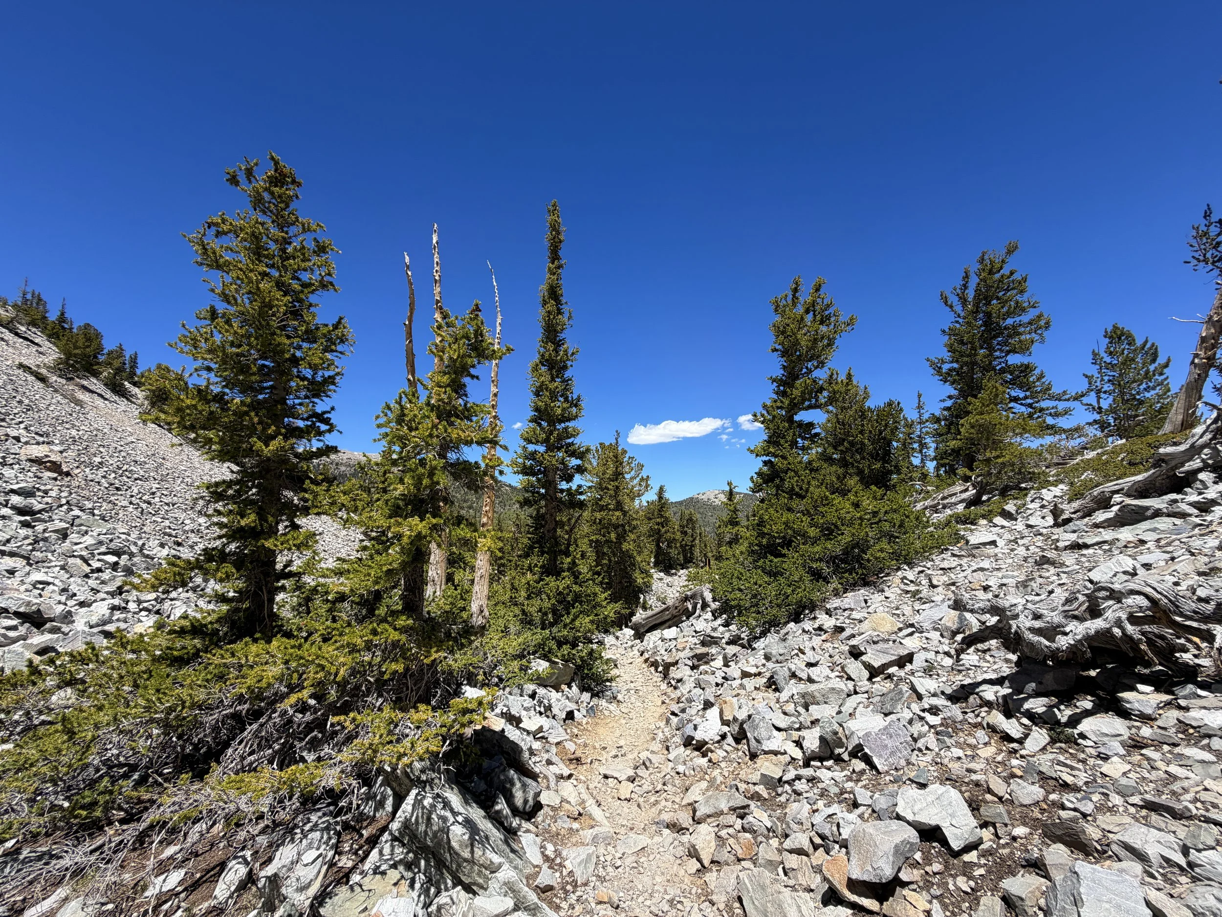 Bristlecone Pine Interpretive Loop Trail Great Basin National Park Nevada