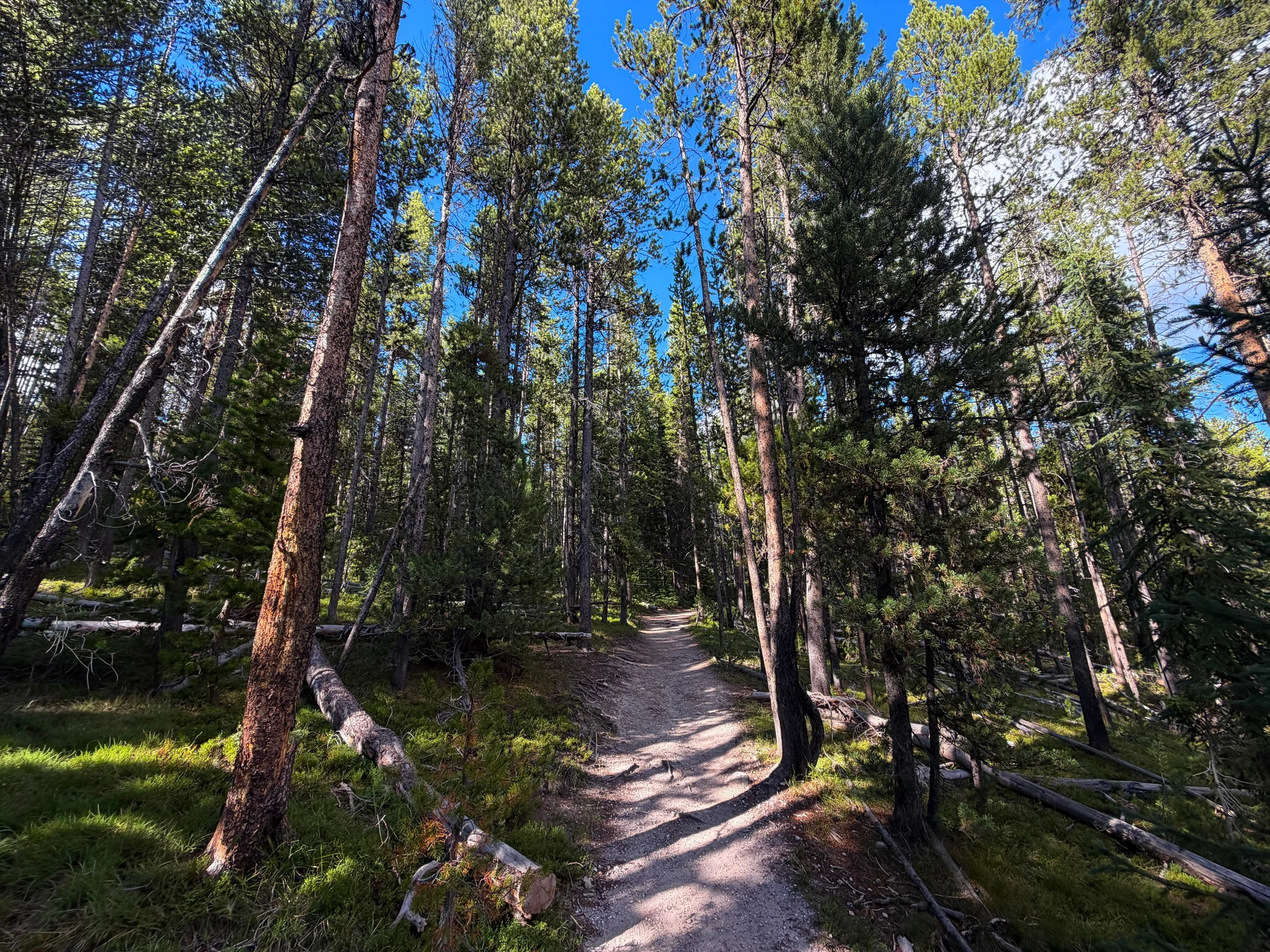 North Rim Trail Yellowstone National Park Wyoming