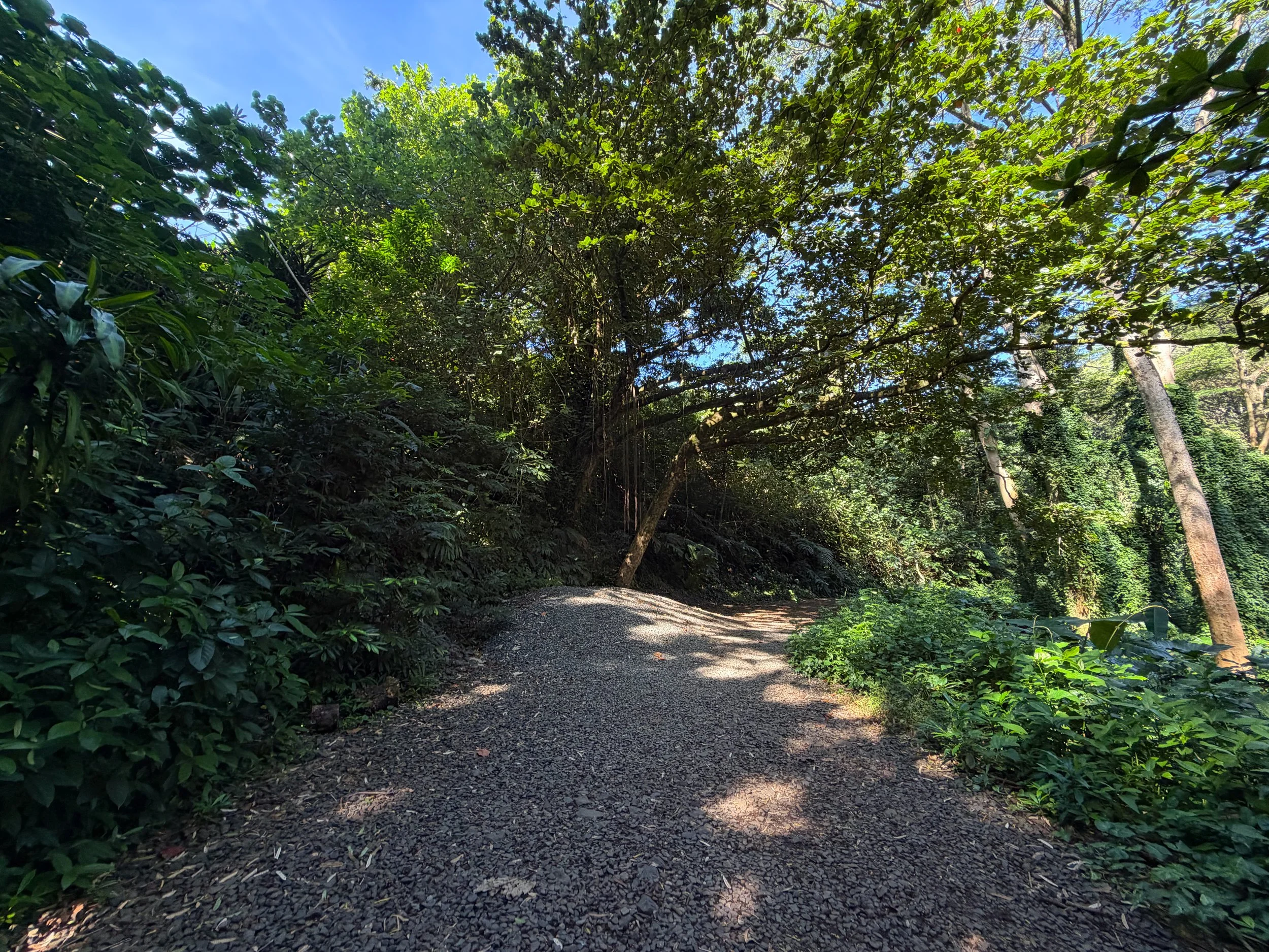 Manoa Falls Trail Oahu Hawaii