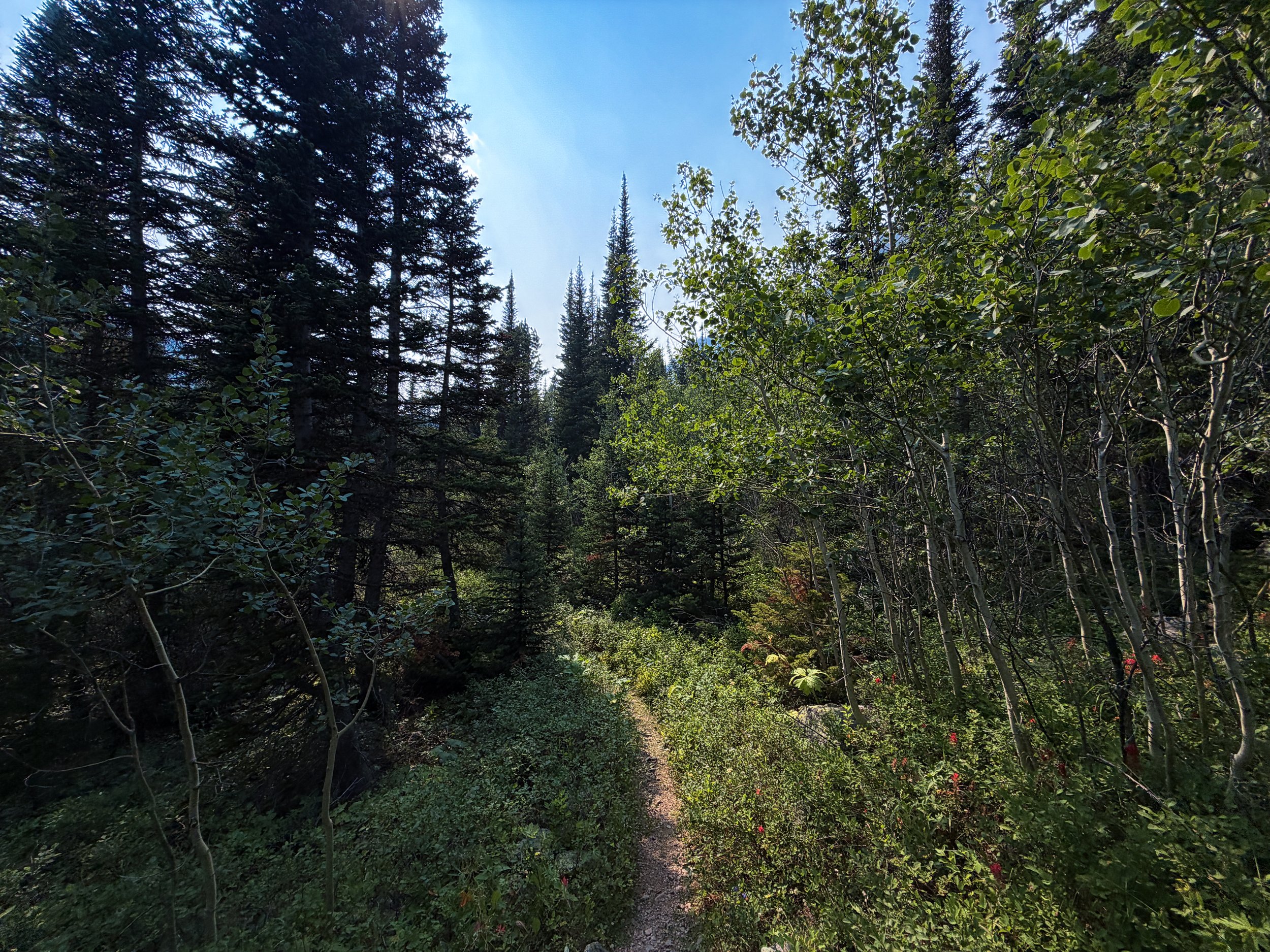 Beaten Path Trail Beartooth Mountains Montana
