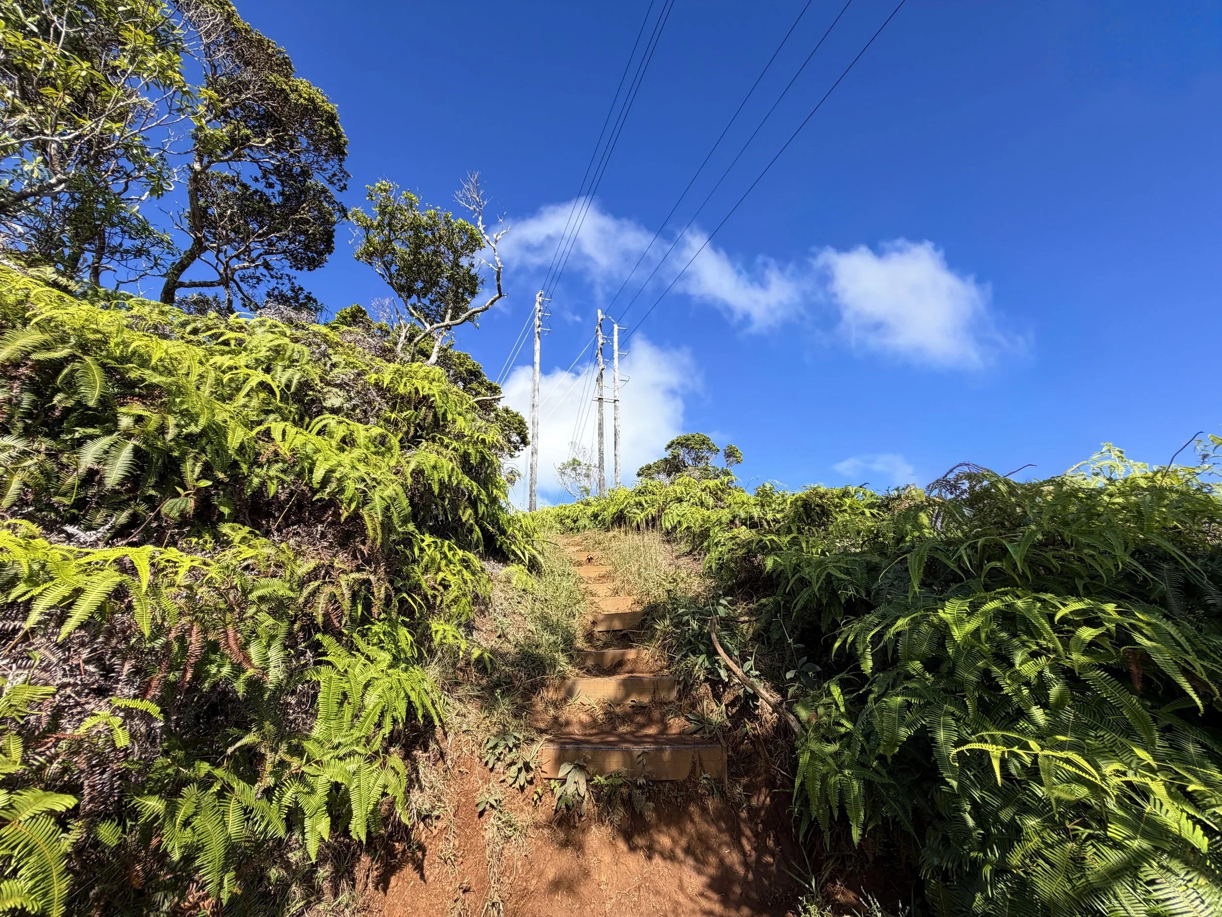 Wiliwilinui Ridge Trail Oahu Hawaii