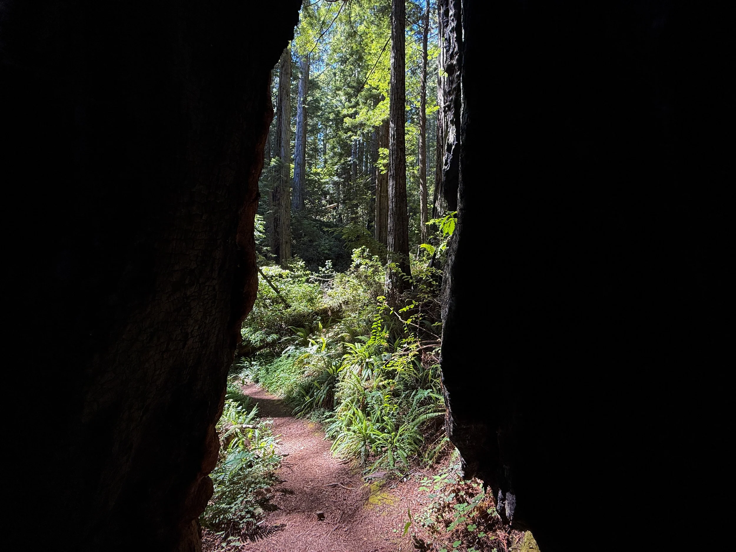 Ten Taypo-Hope Creek Loop Trail Prairie Creek Redwoods State Park California