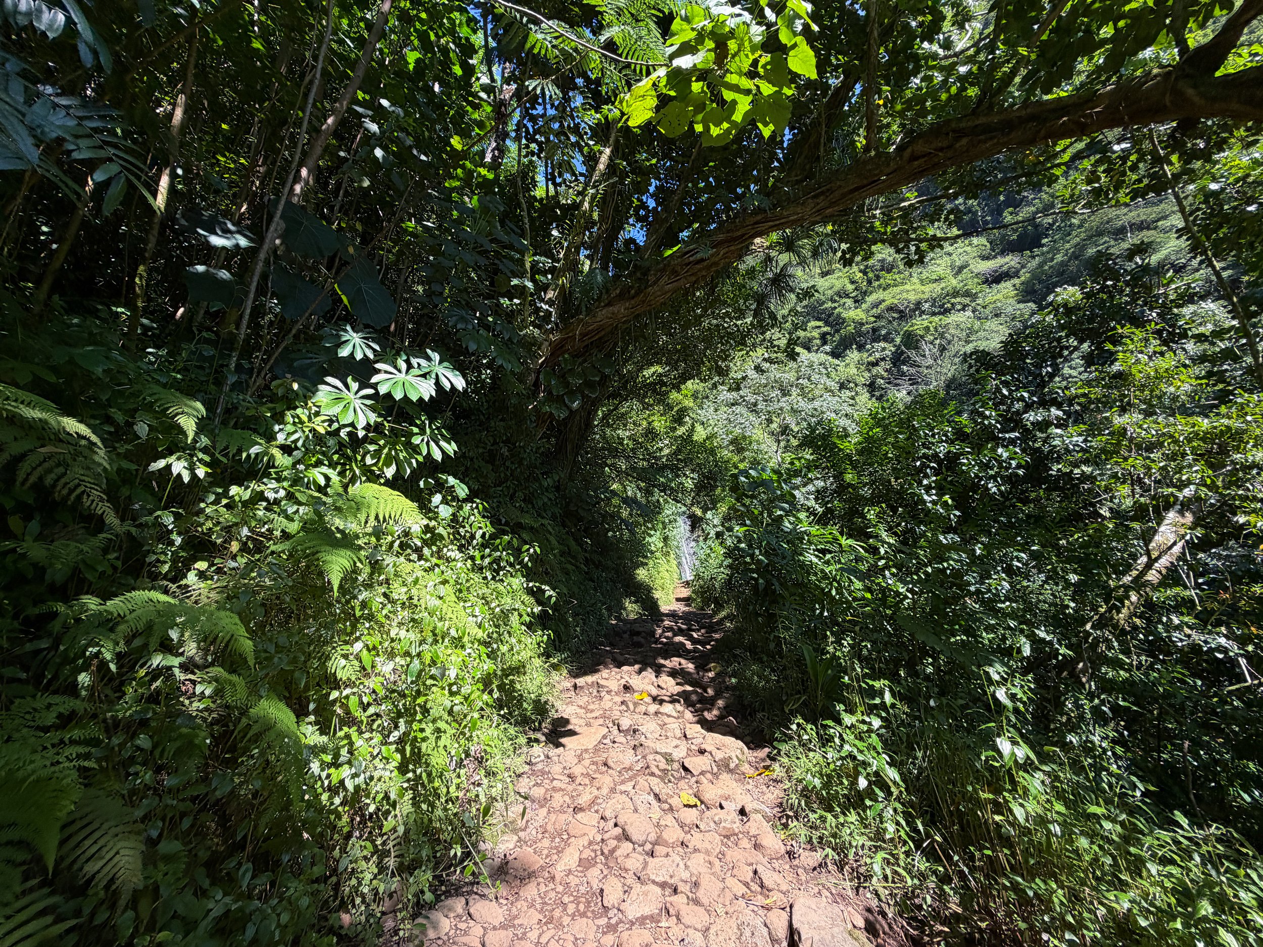 Manoa Falls Trail Oahu Hawaii
