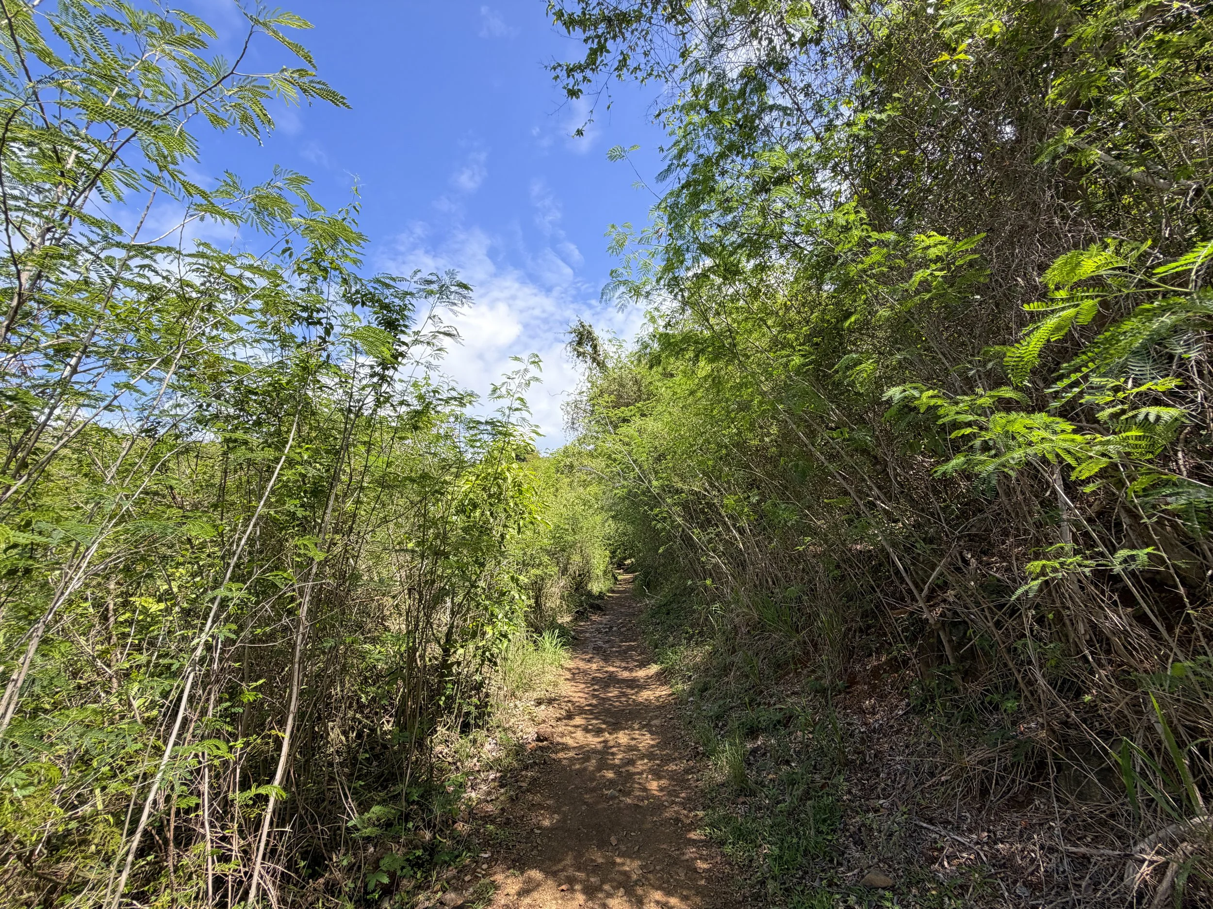 Lind Point Trail Virgin Islands National Park