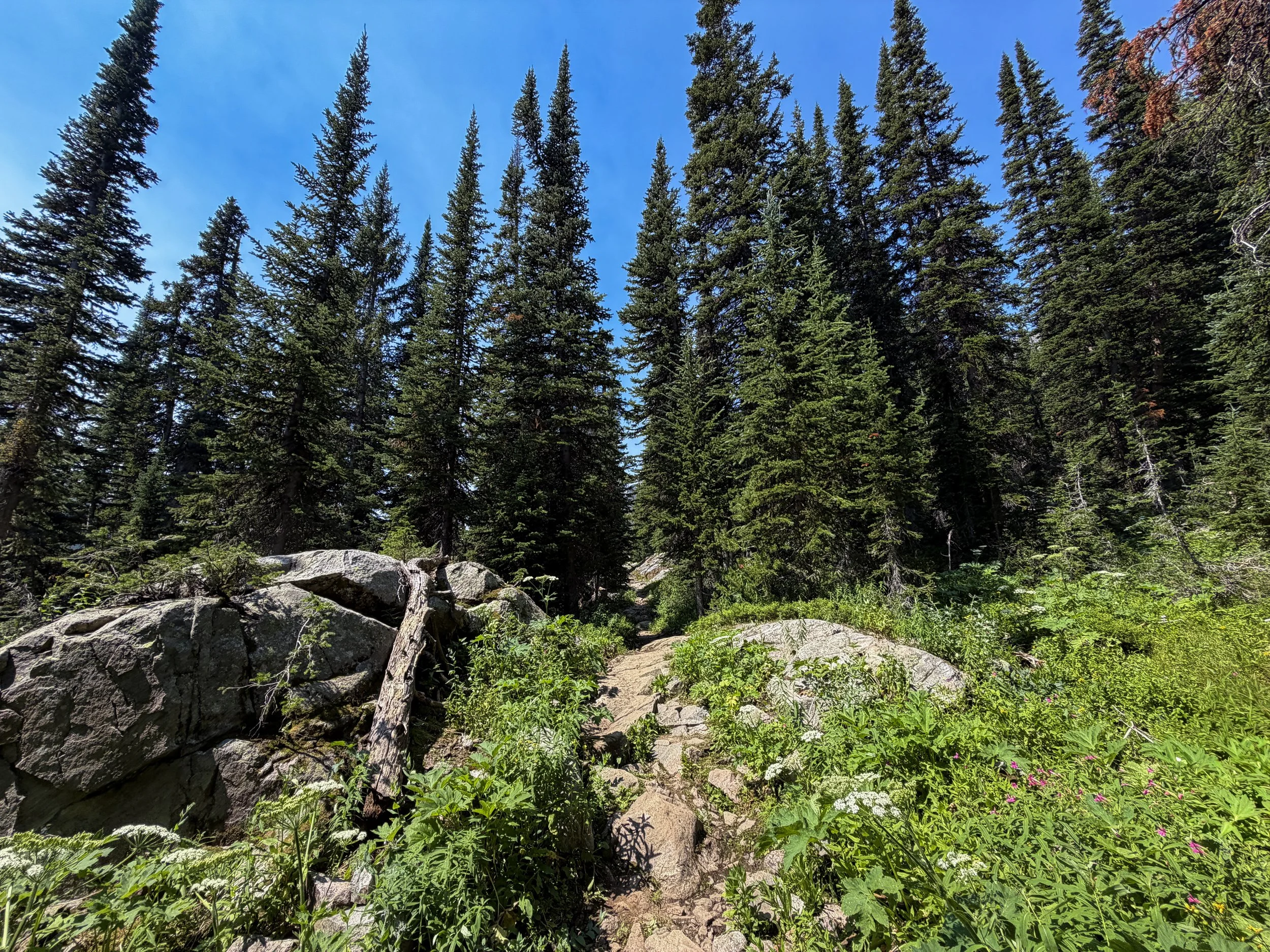 The Beaten Path Trail Beartooth Mountains Montana