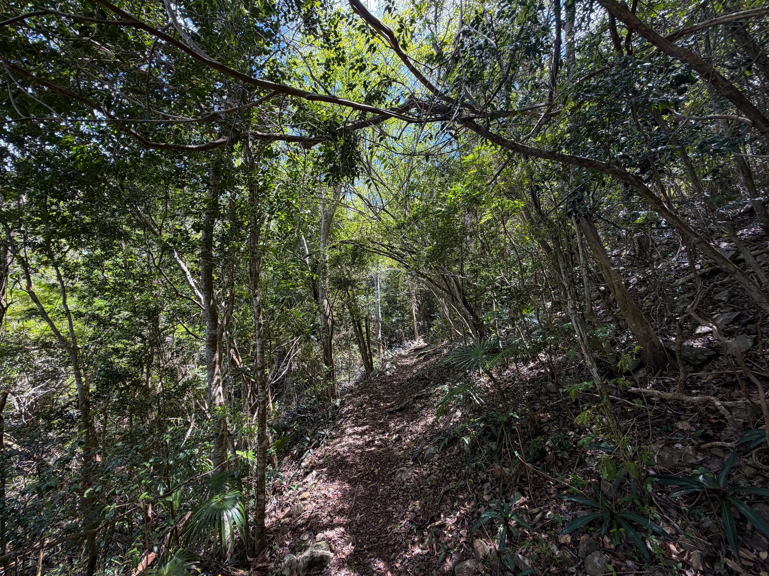 Tamarind Trail Virgin Islands National Park