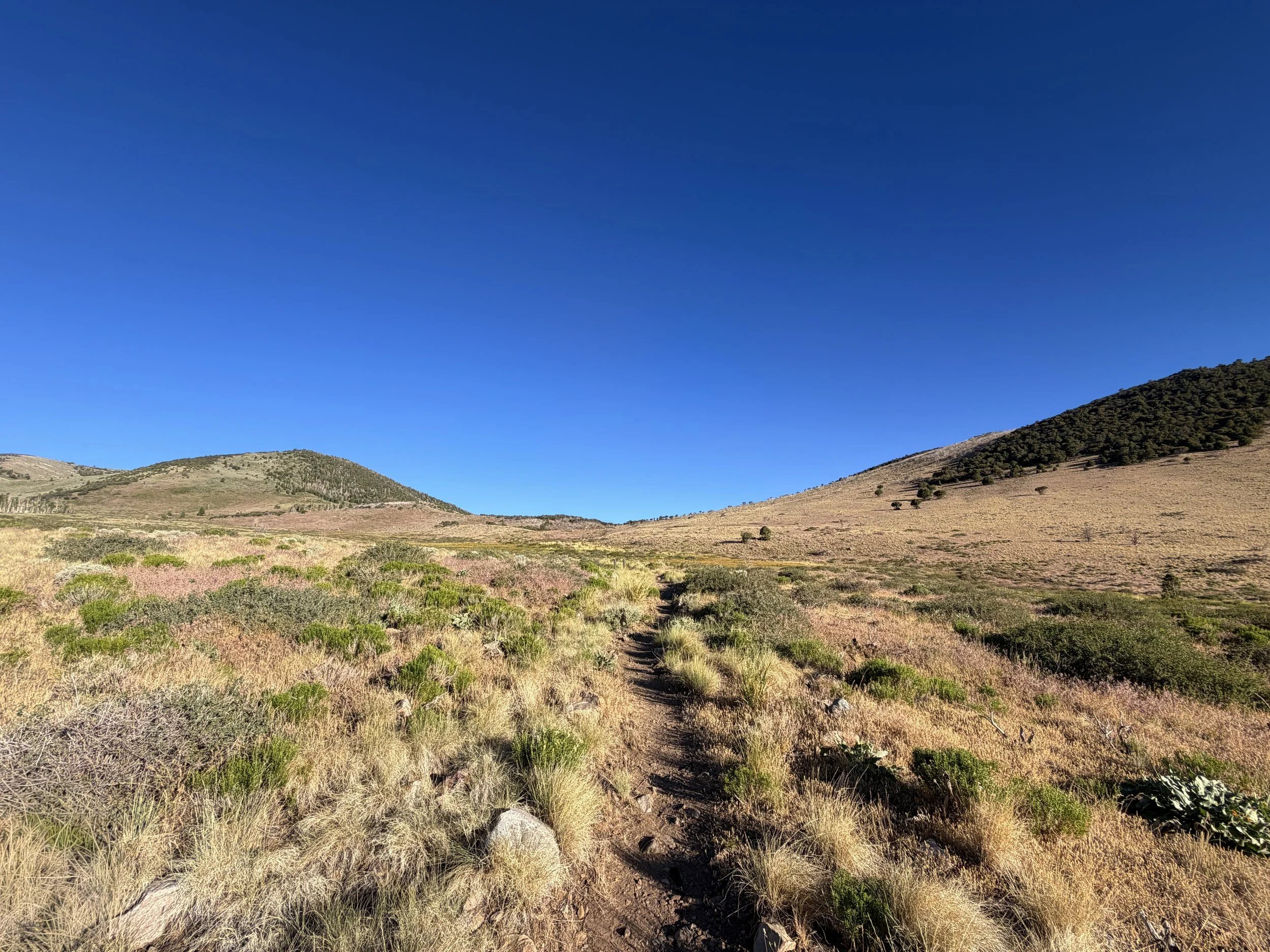 Upper Strawberry Trail Great Basin National Park Nevada
