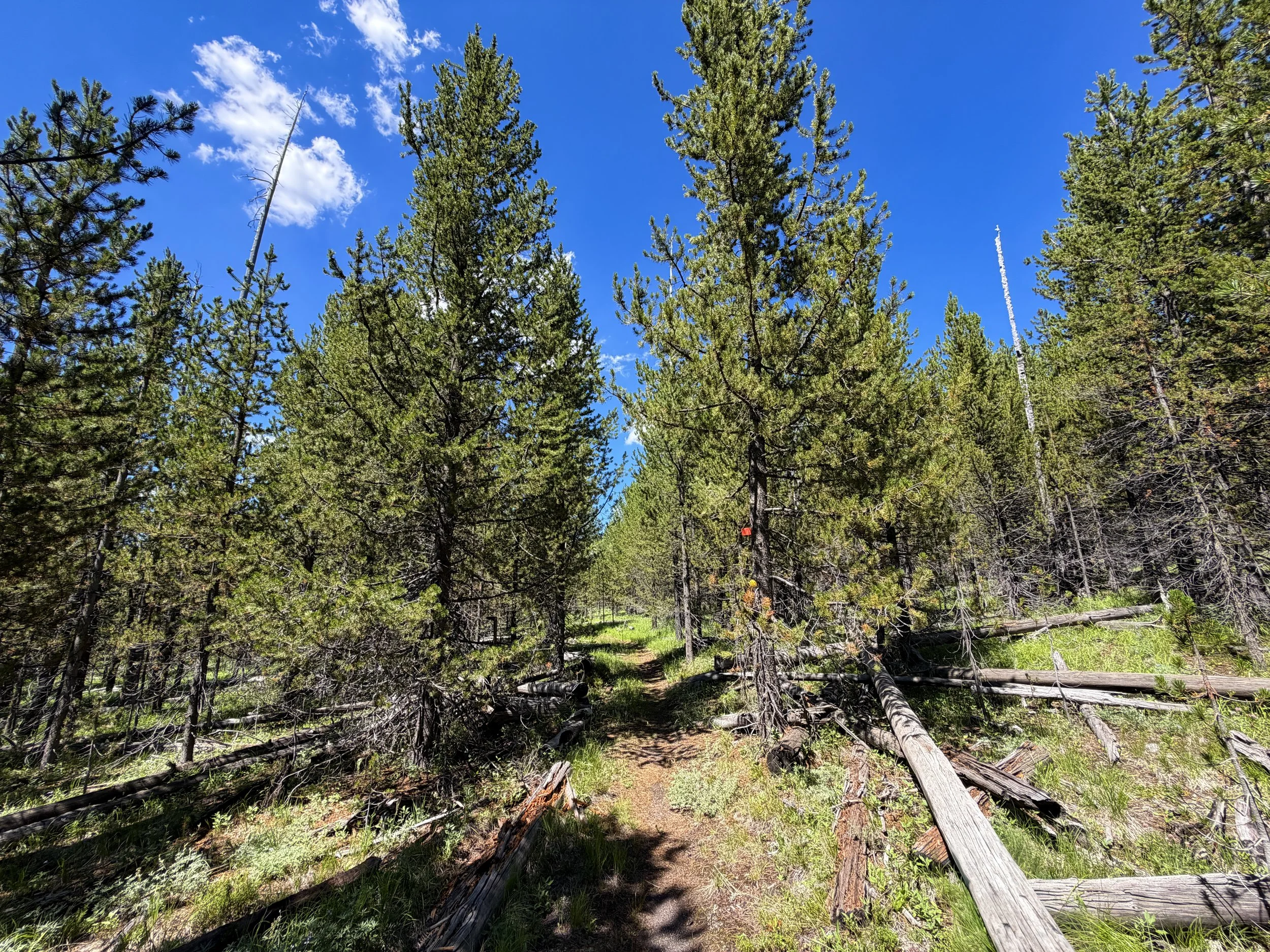 Fern Cascade Loop Hike Yellowstone National Park Wyoming
