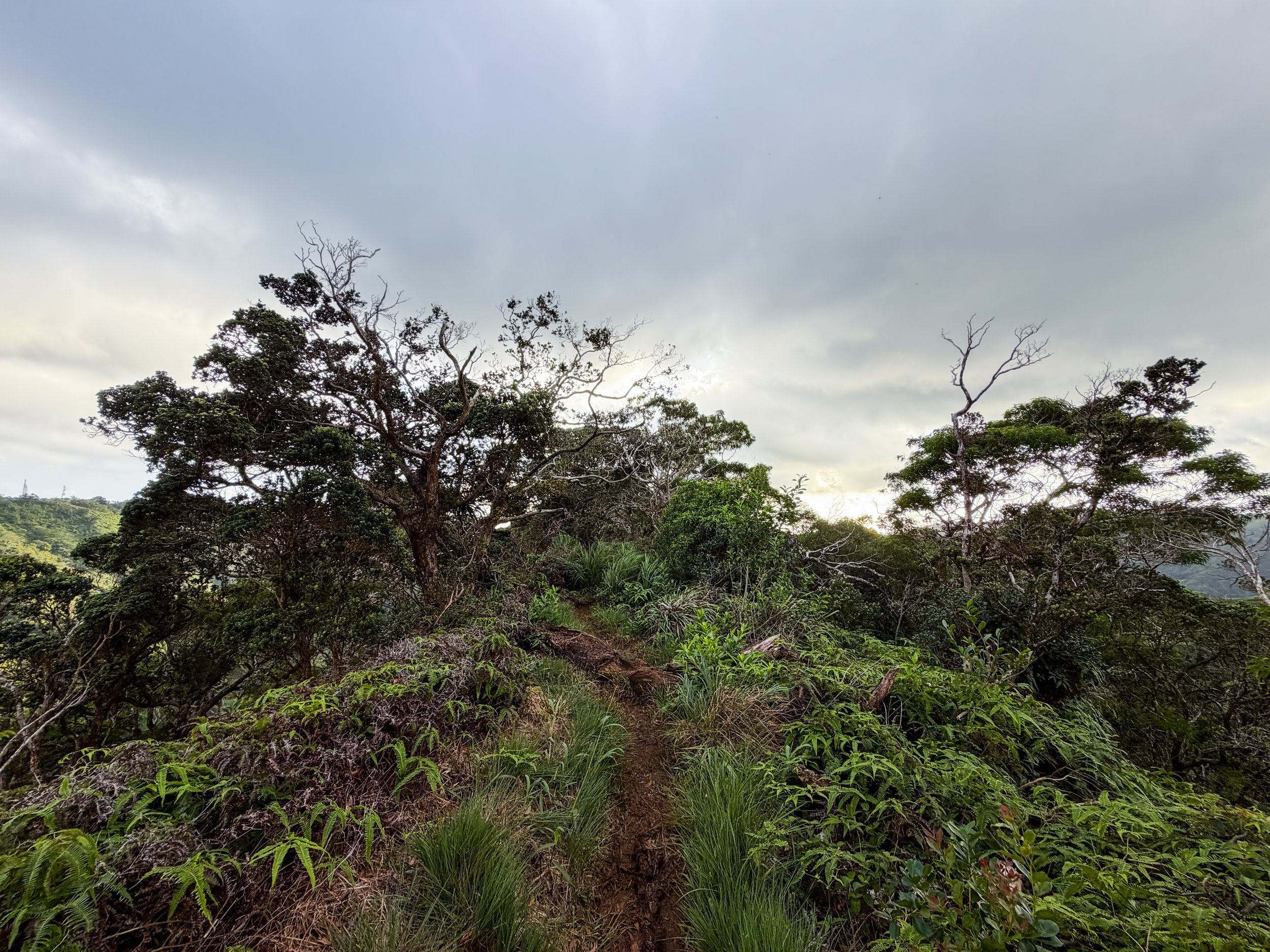 Kaau Crater Ridge Hike Oahu Hawaii