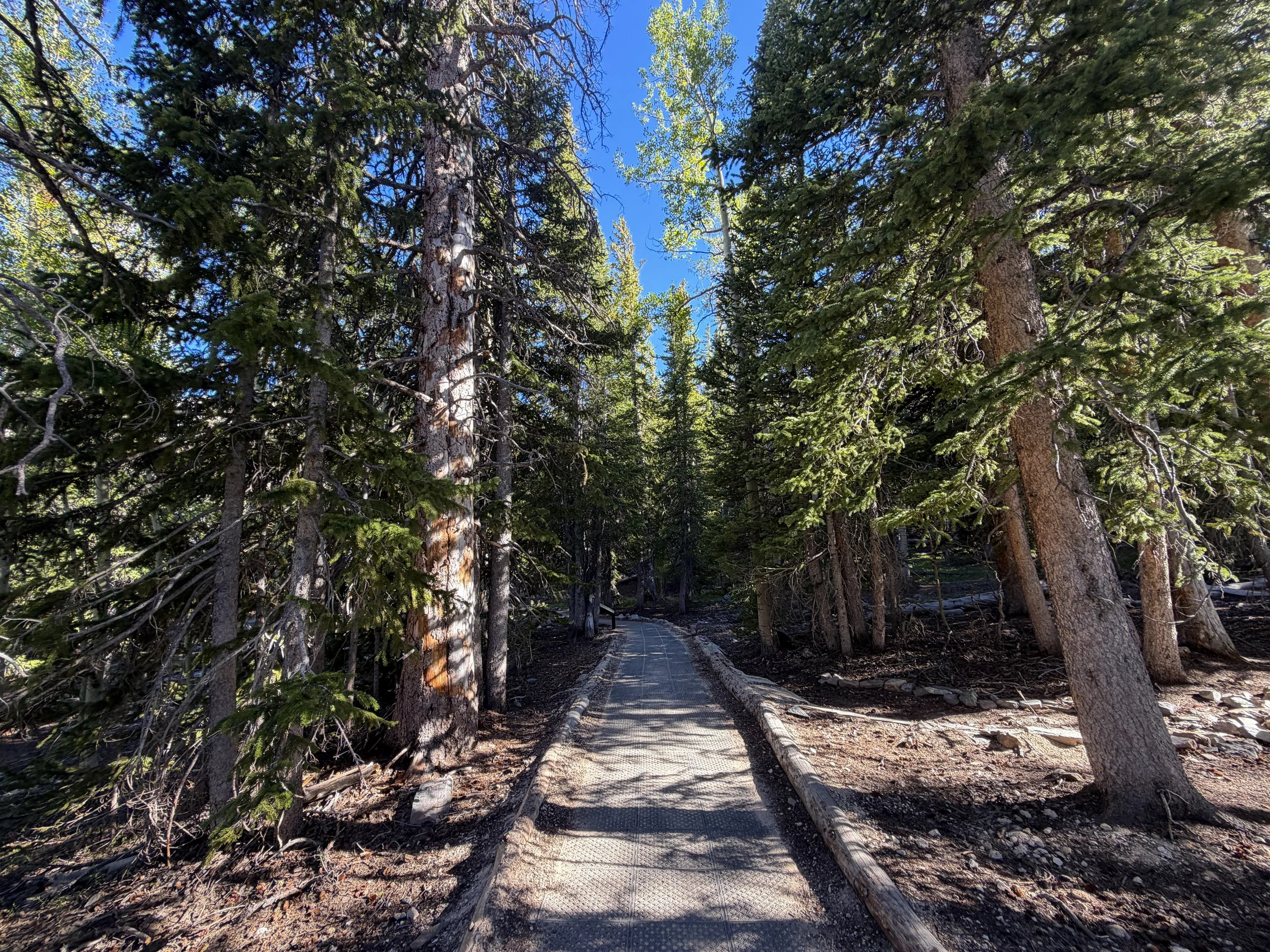 Sky Island Forest Trail Great Basin National Park Nevada